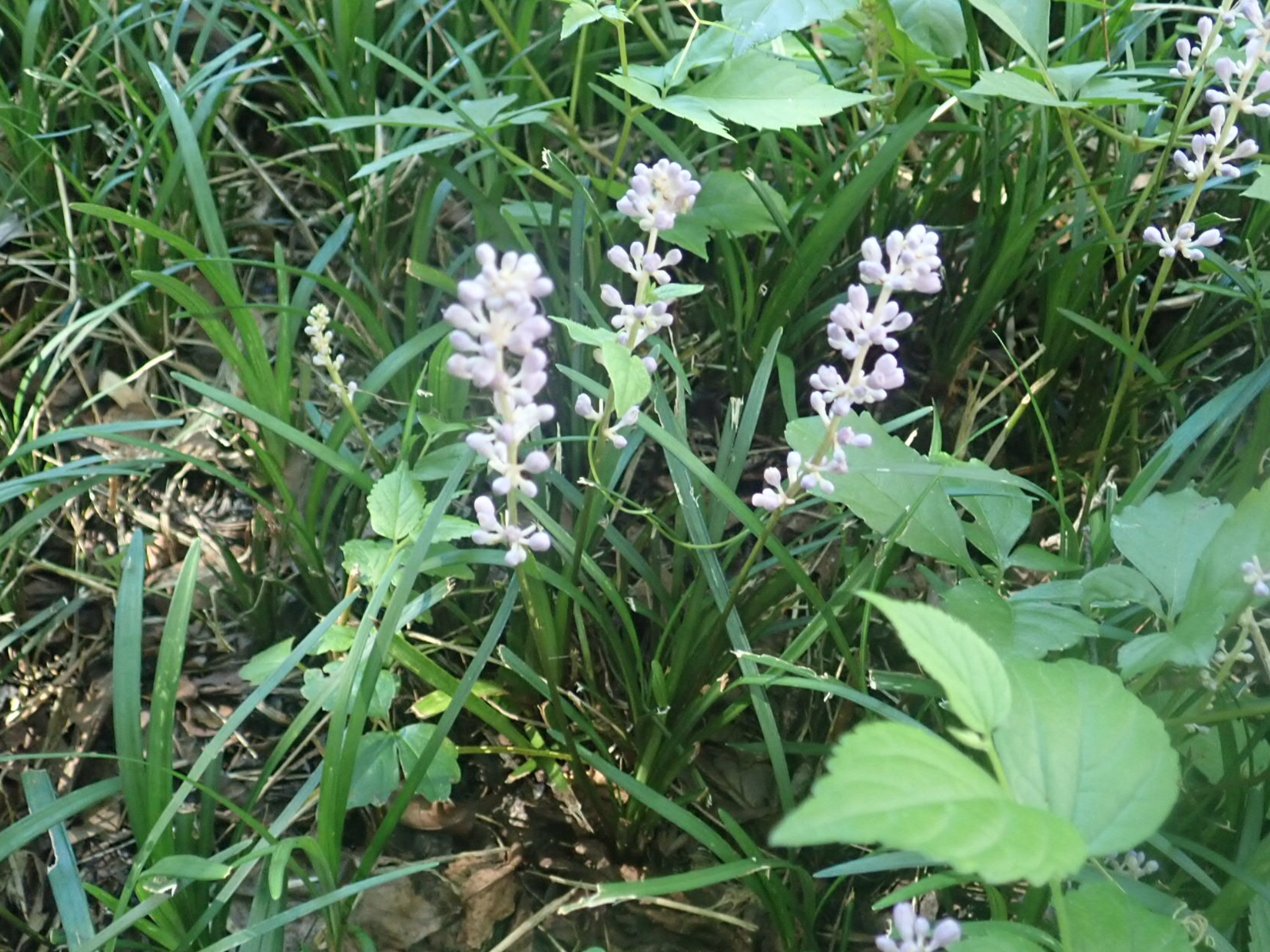 野草 データベースを見る 立川いきものデータベース