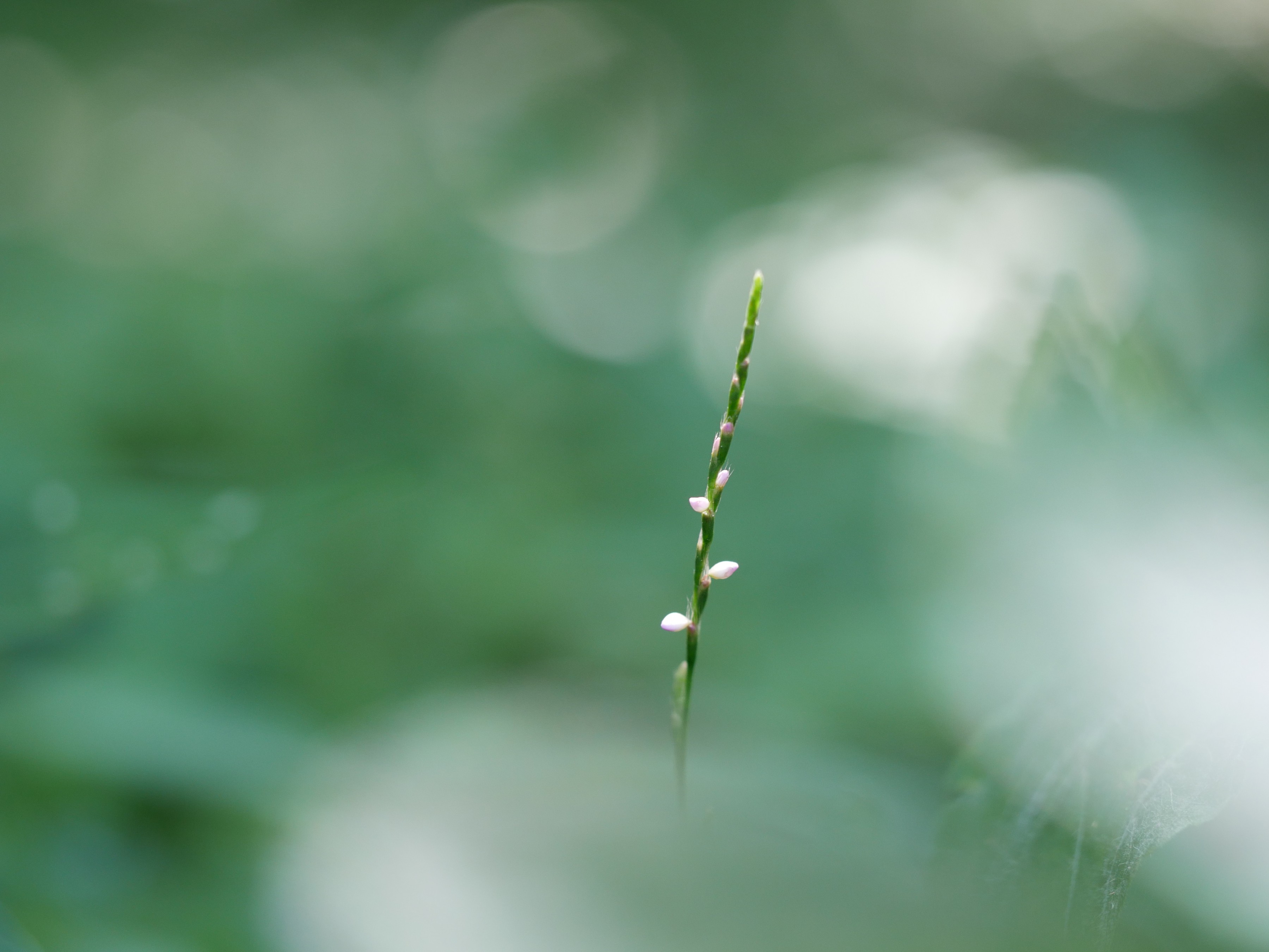 野草 データベースを見る 立川いきものデータベース