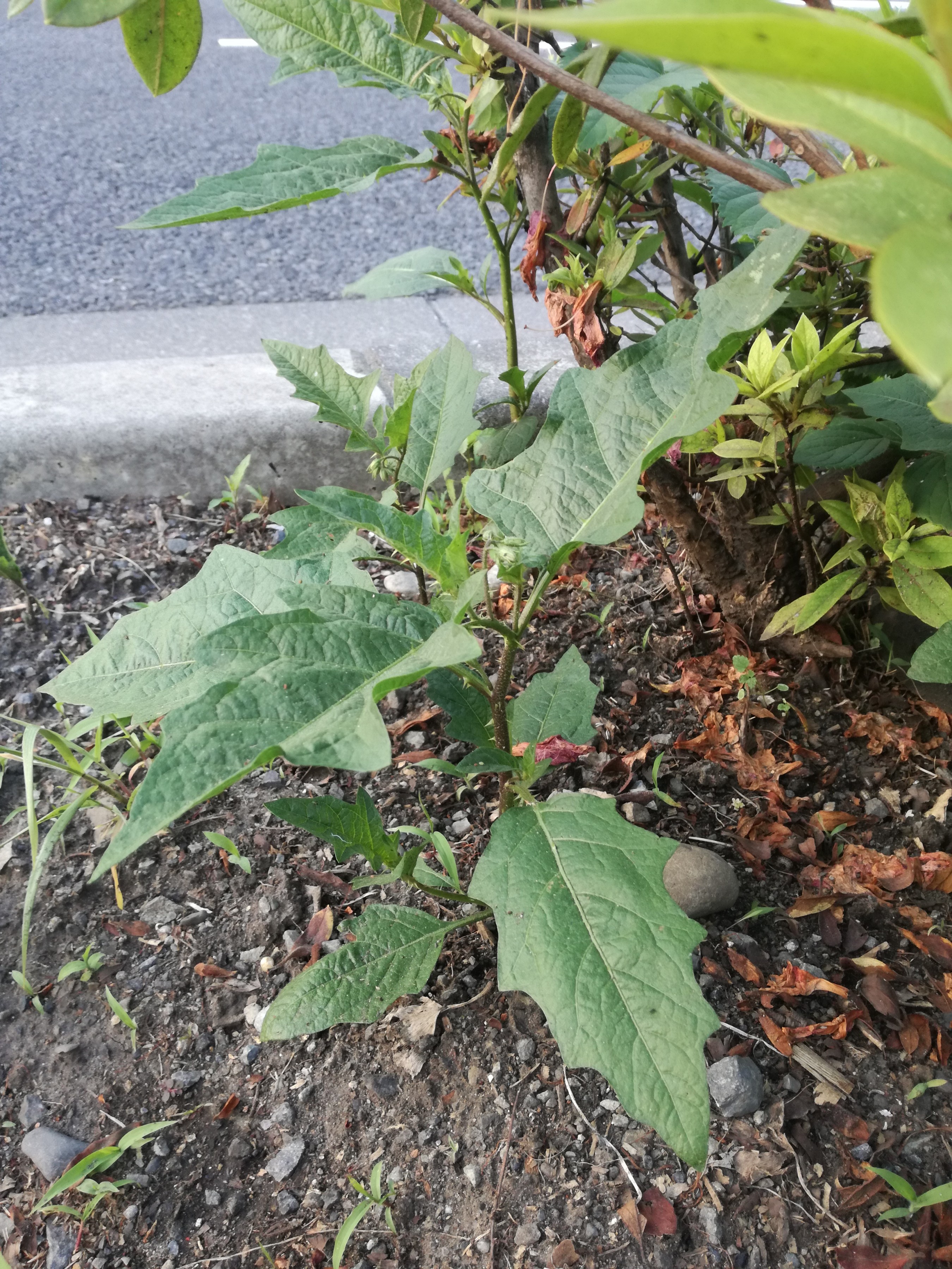 和名別 立川いきものデータベース
