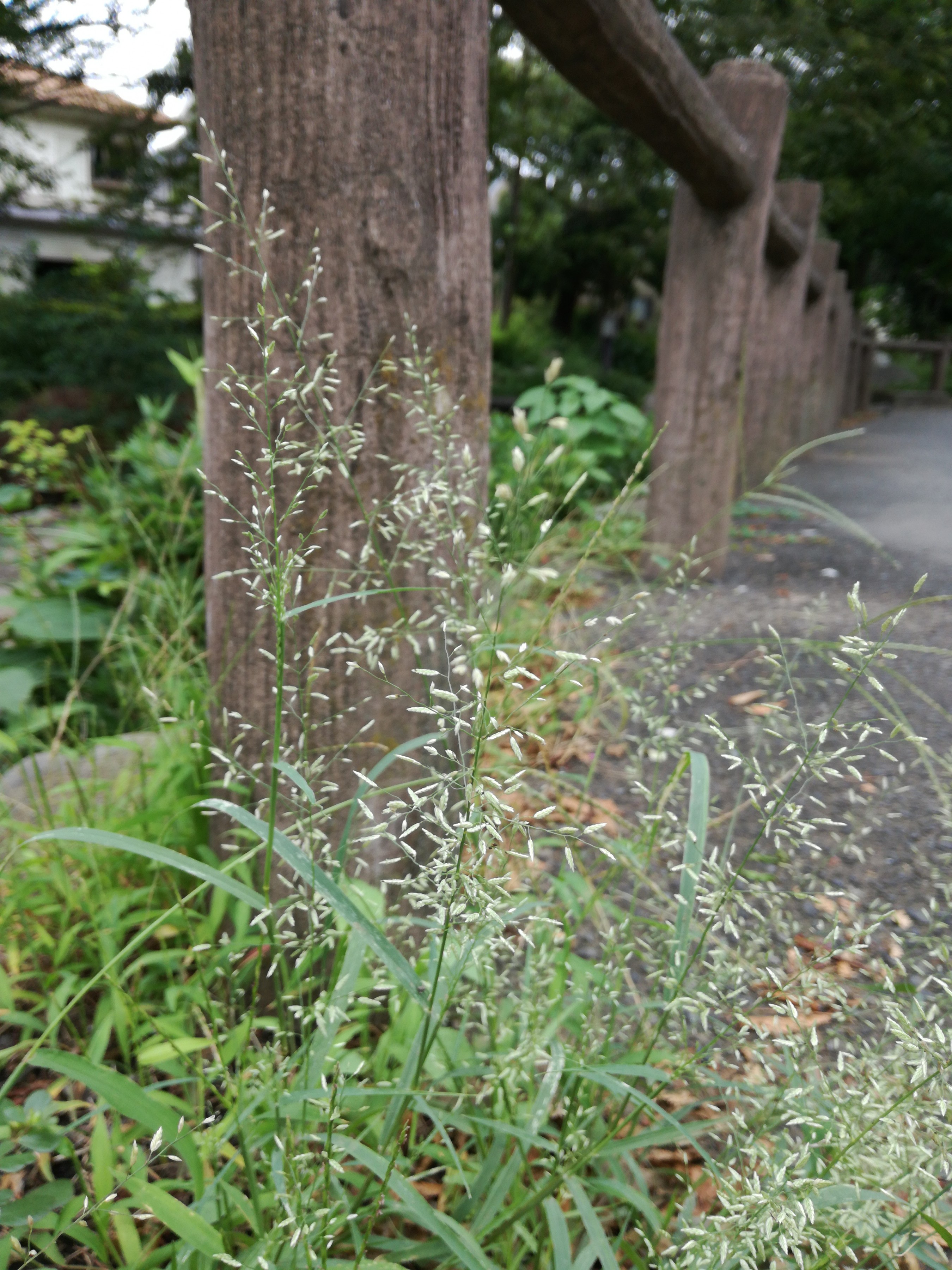 和名別 立川いきものデータベース