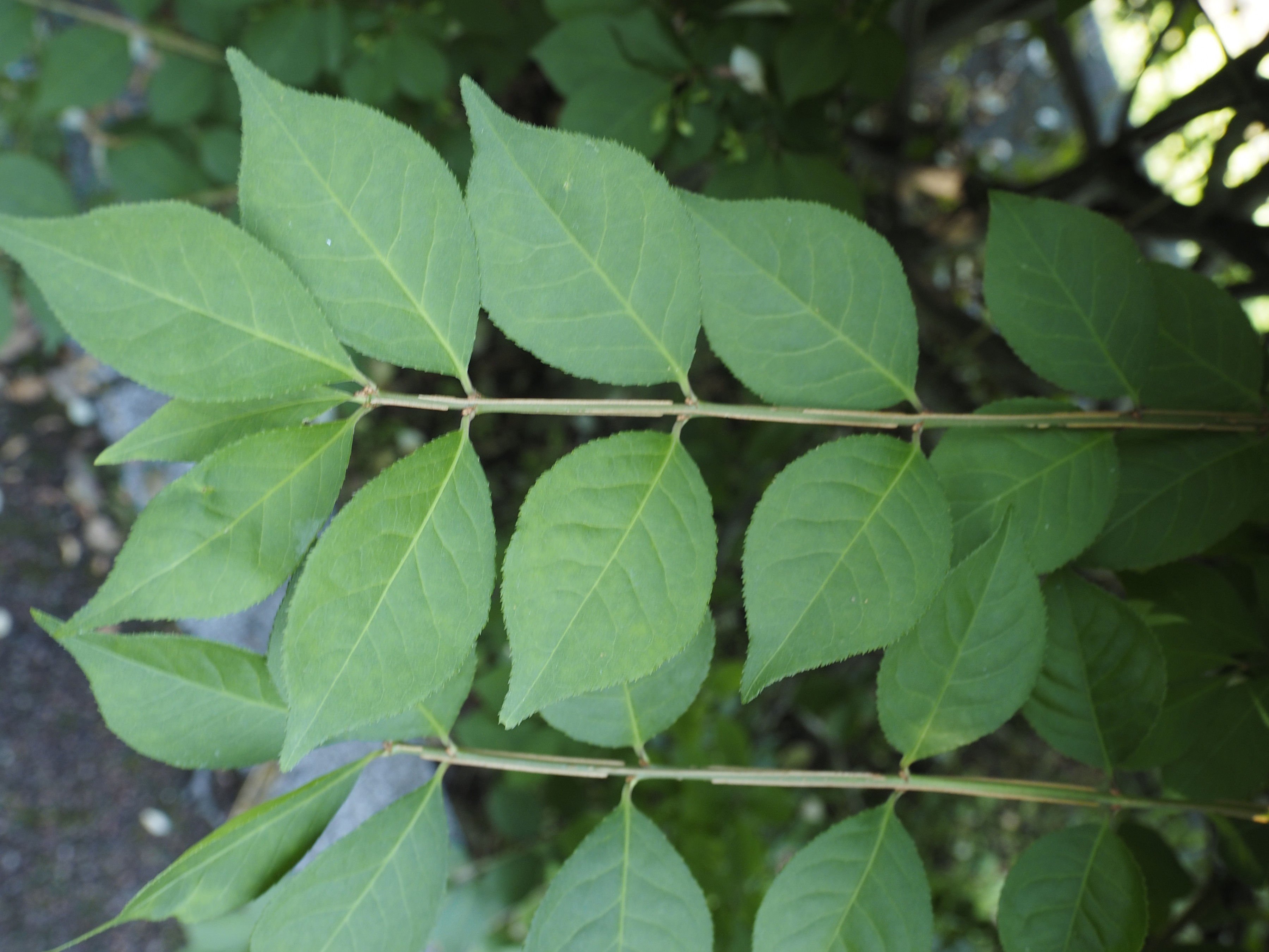 和名別 | 立川いきものデータベース