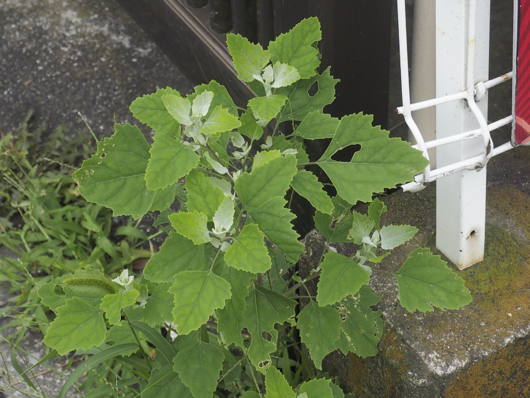 和名別 立川いきものデータベース 和名別 立川いきものデータベース