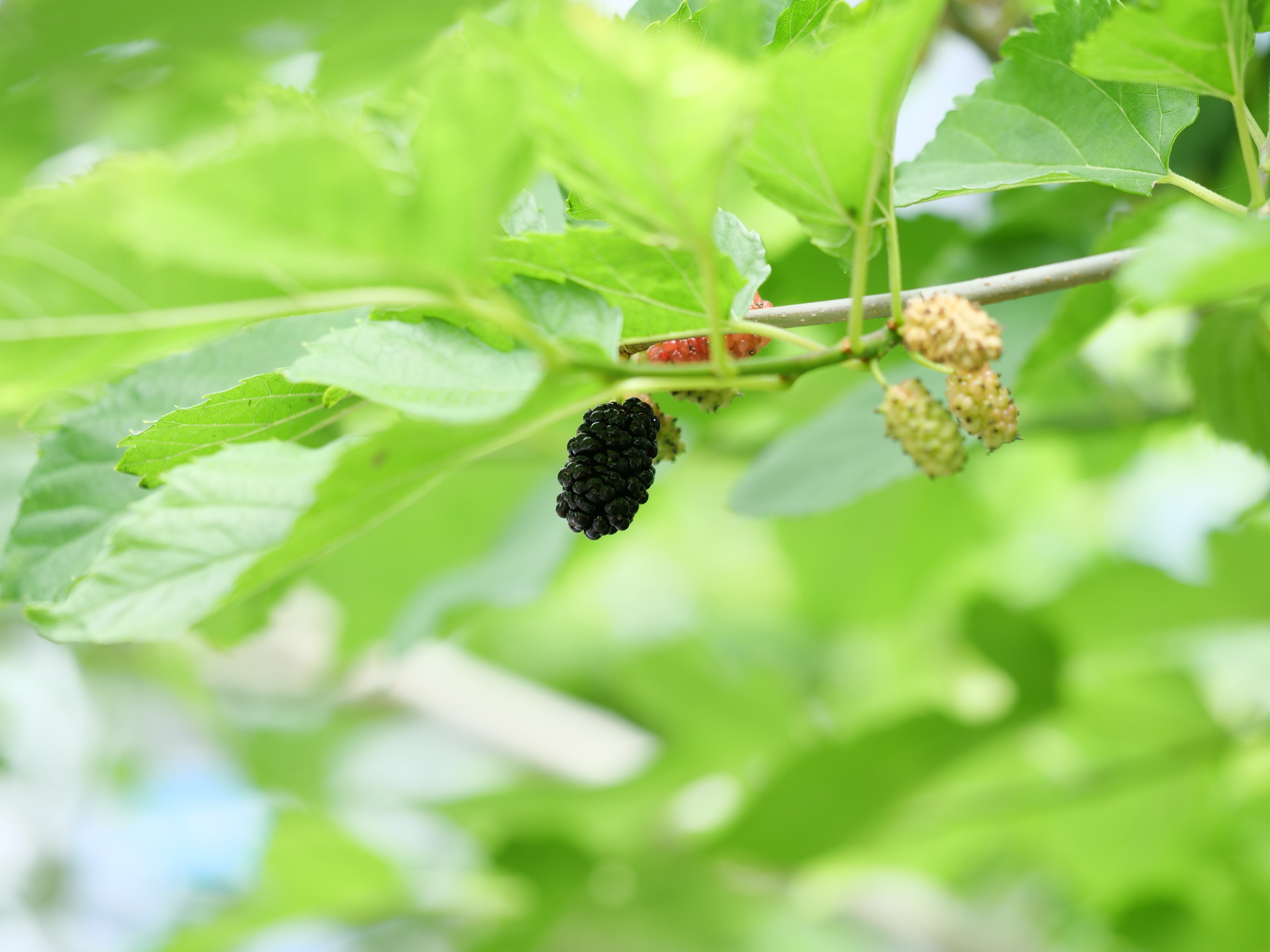和名別 ｜ 立川いきものデータベース