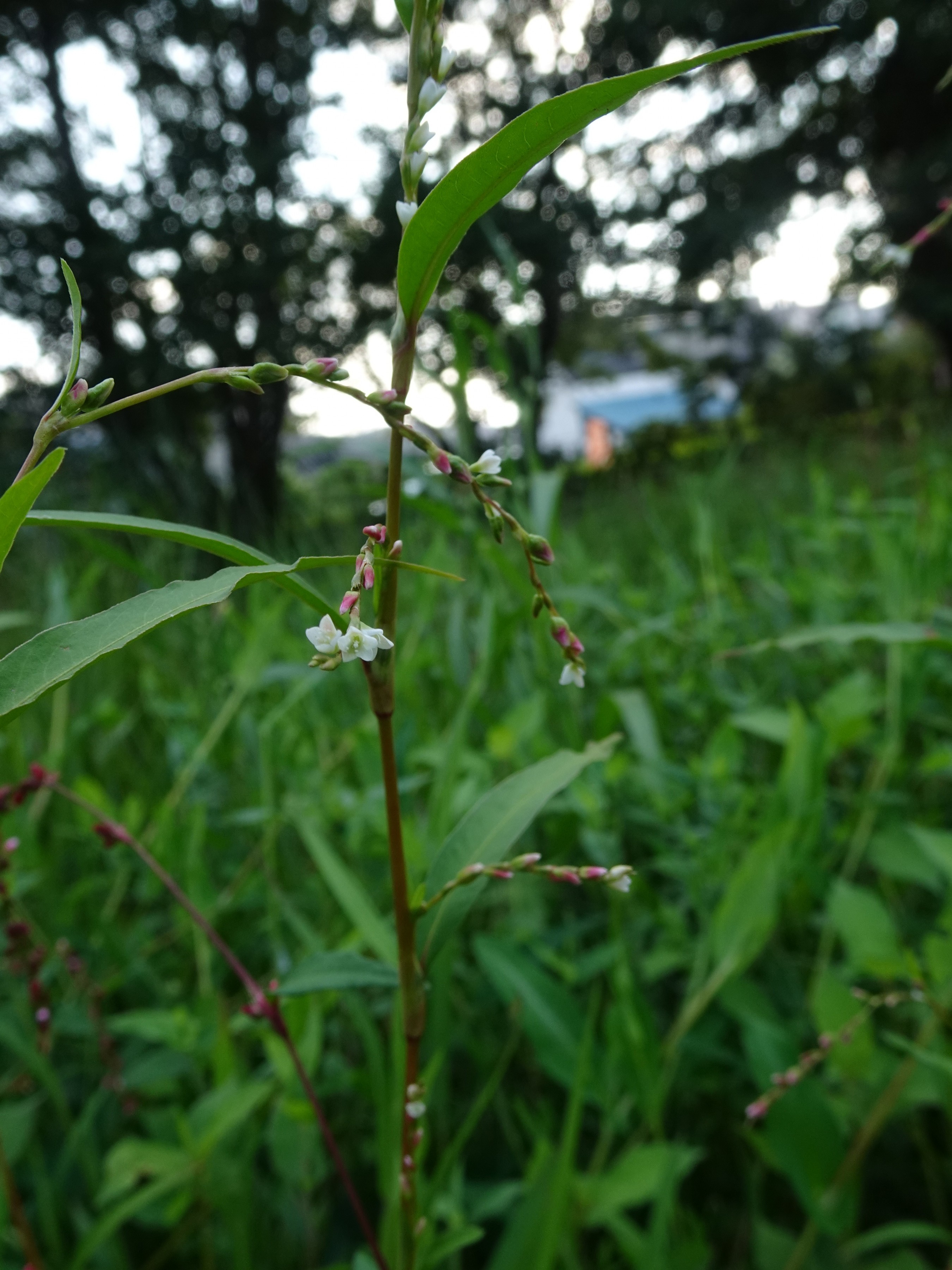 和名別 立川いきものデータベース