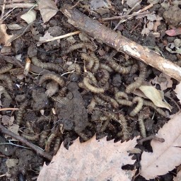 和名別 立川いきものデータベース 和名別 立川いきものデータベース