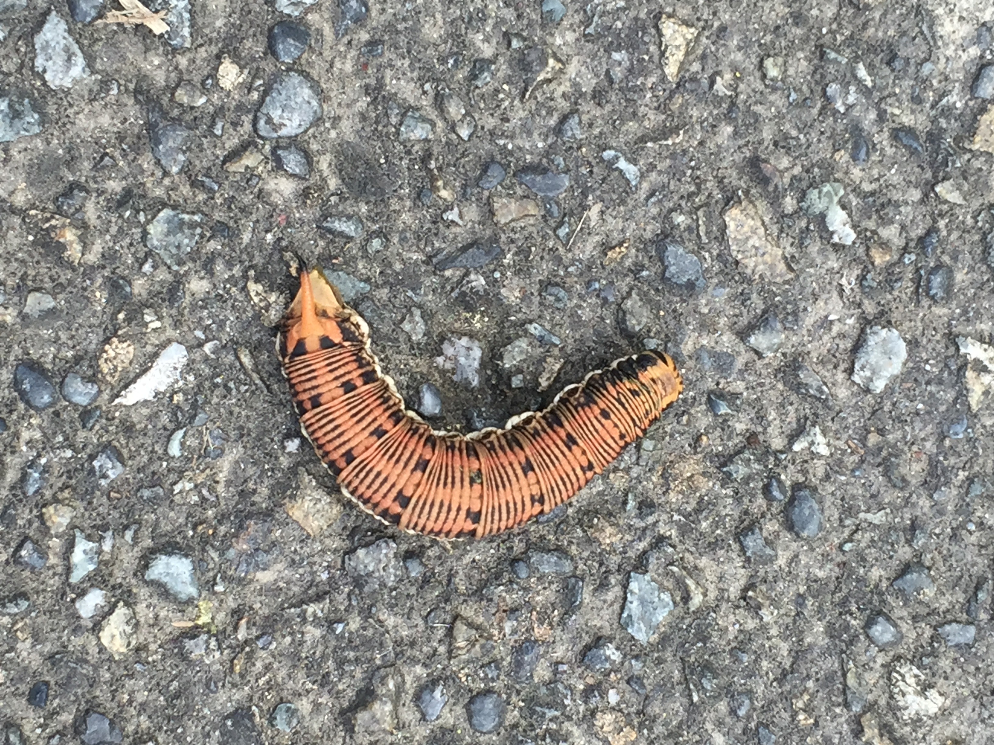 昆虫 データベースを見る 立川いきものデータベース 昆虫 データベースを見る 立川いきものデータベース