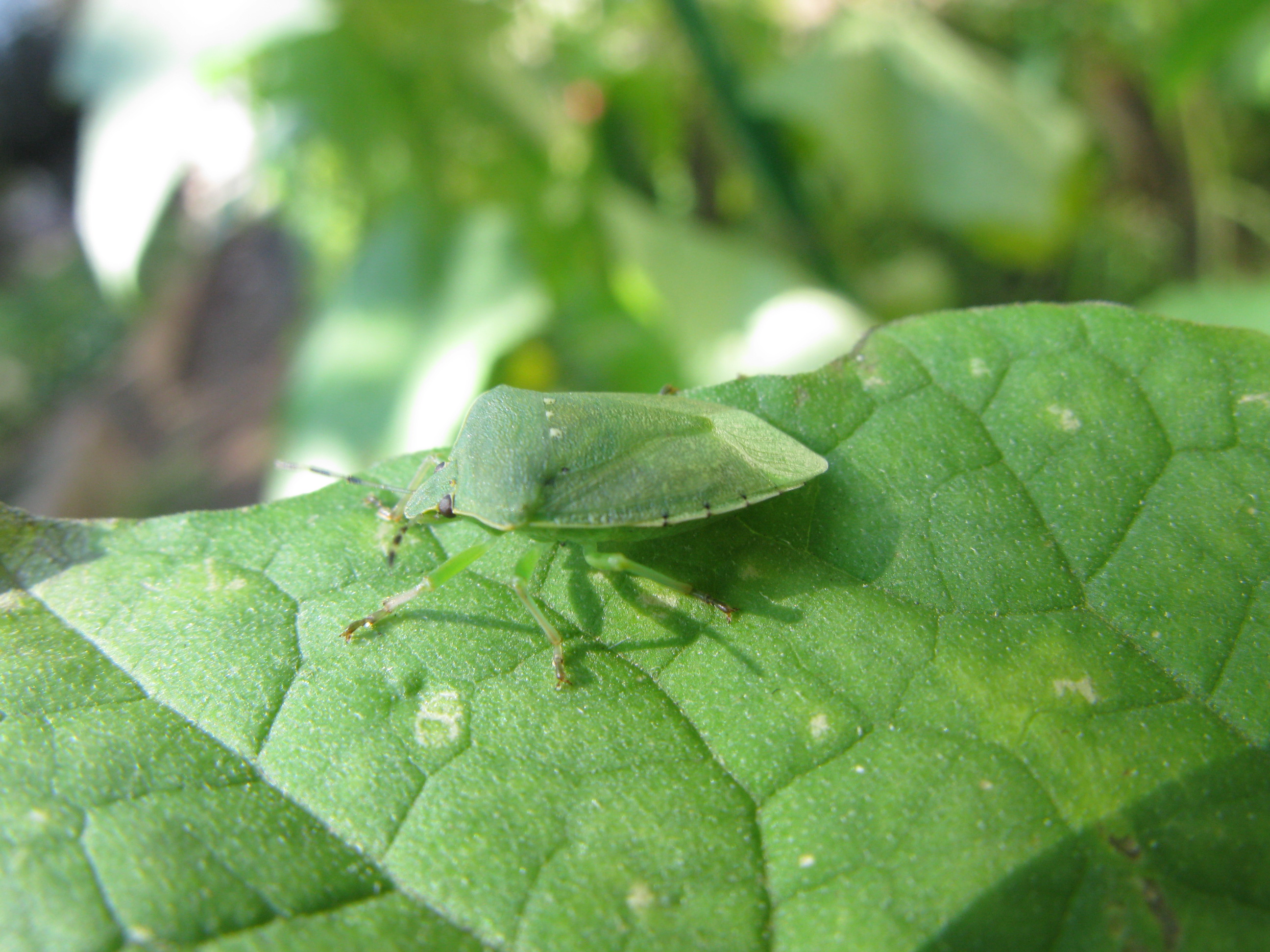 和名別 立川いきものデータベース