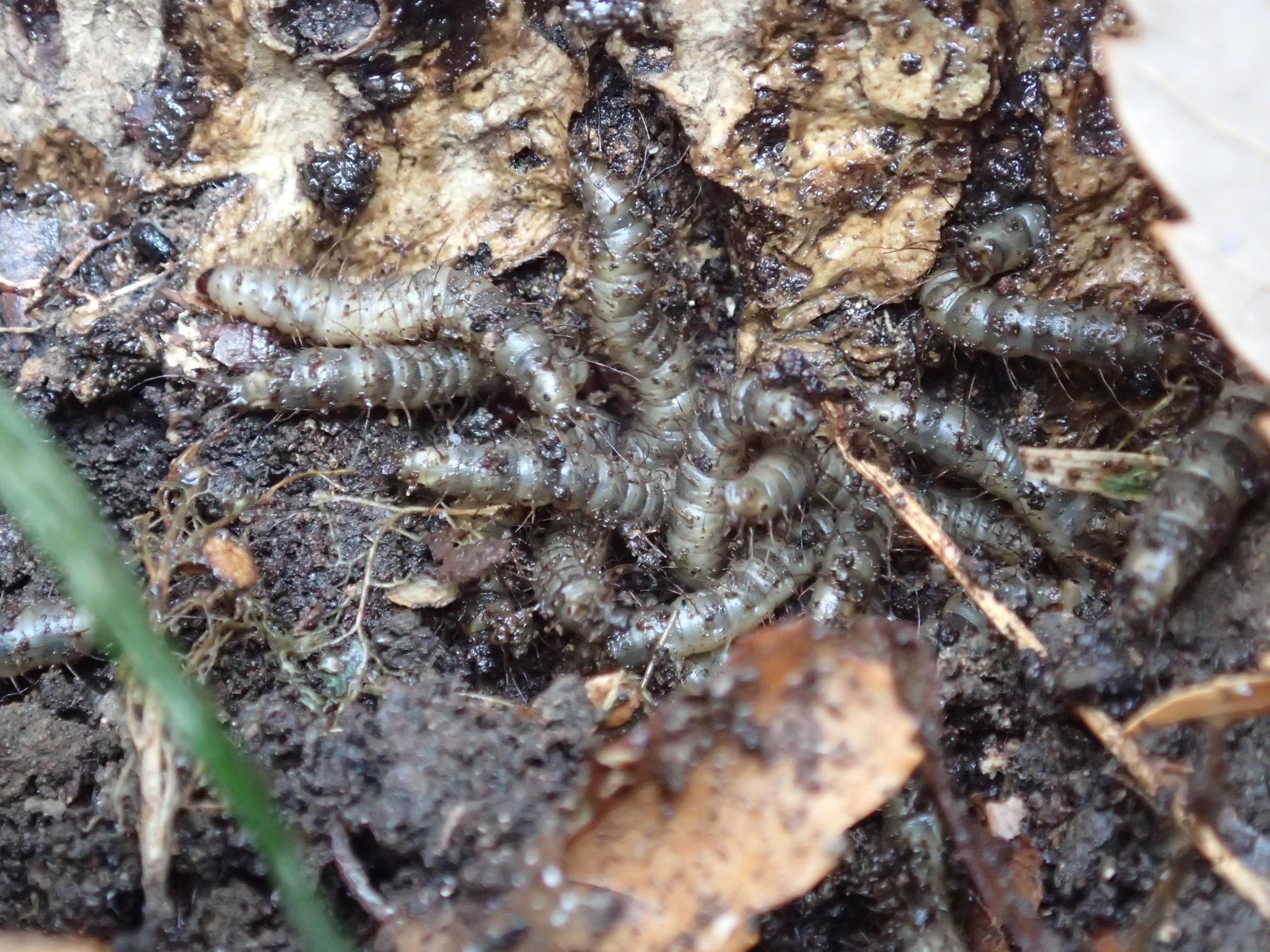 和名別 立川いきものデータベース 和名別 立川いきものデータベース