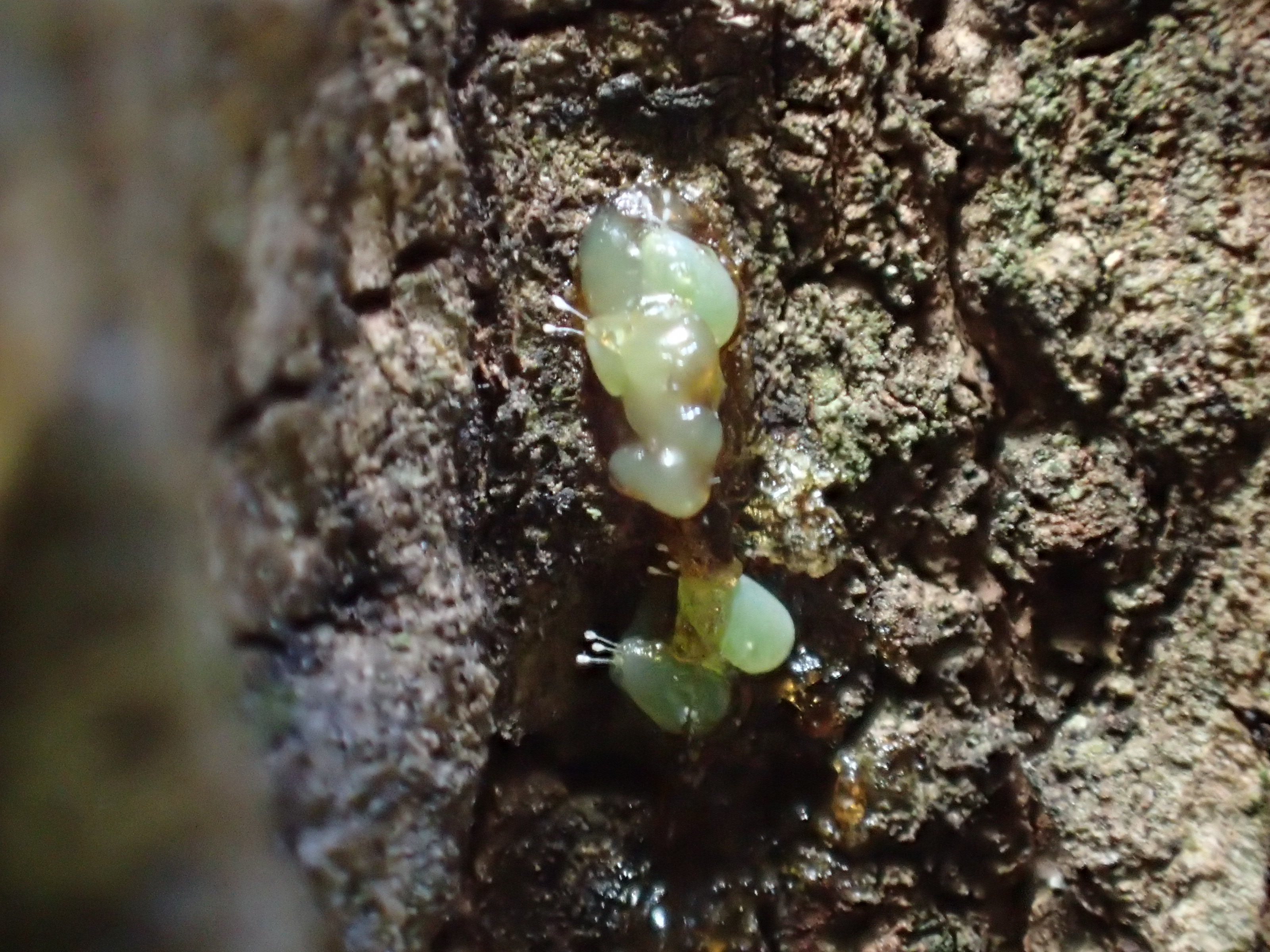 昆虫 データベースを見る 立川いきものデータベース