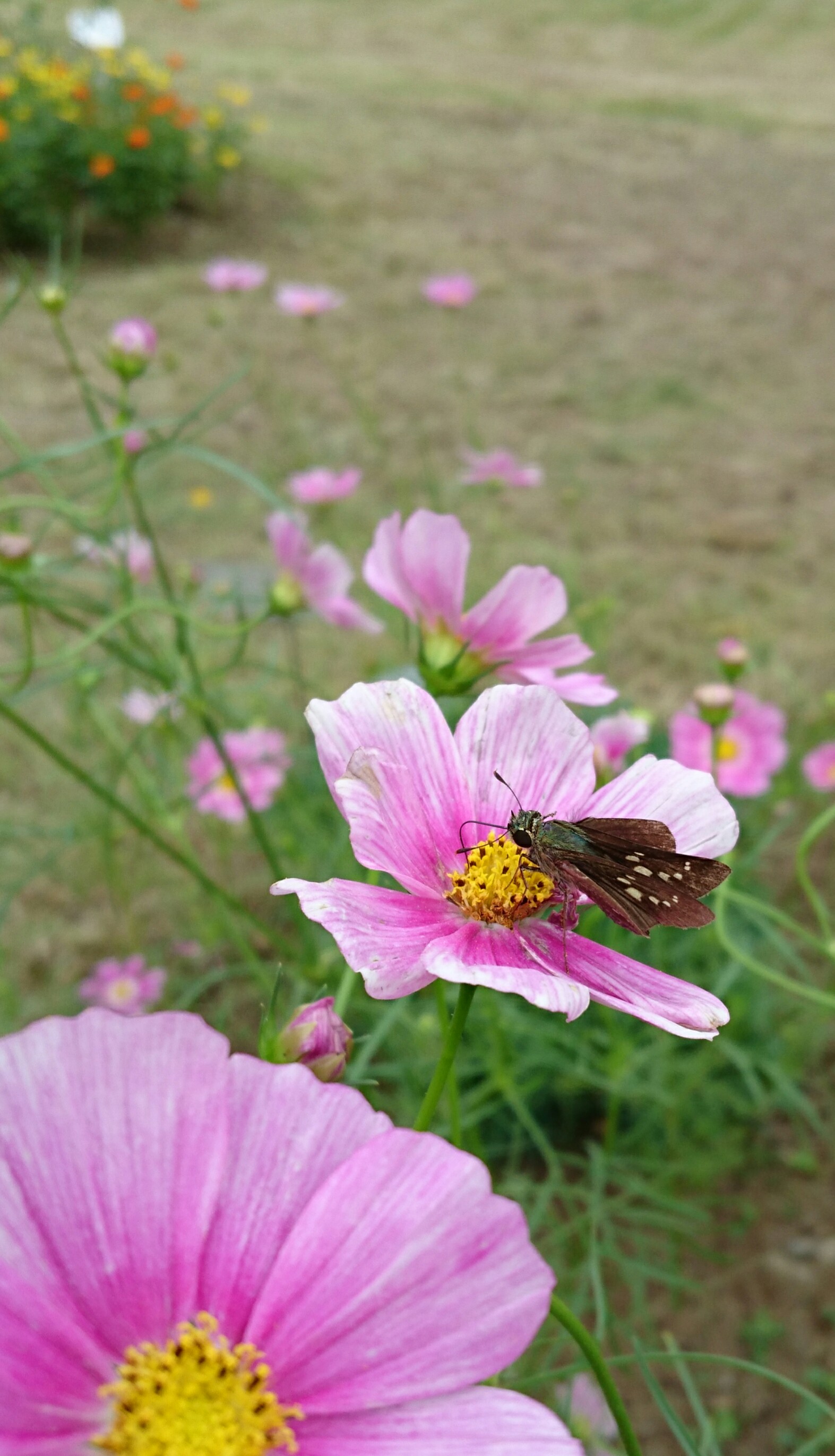 和名別 立川いきものデータベース