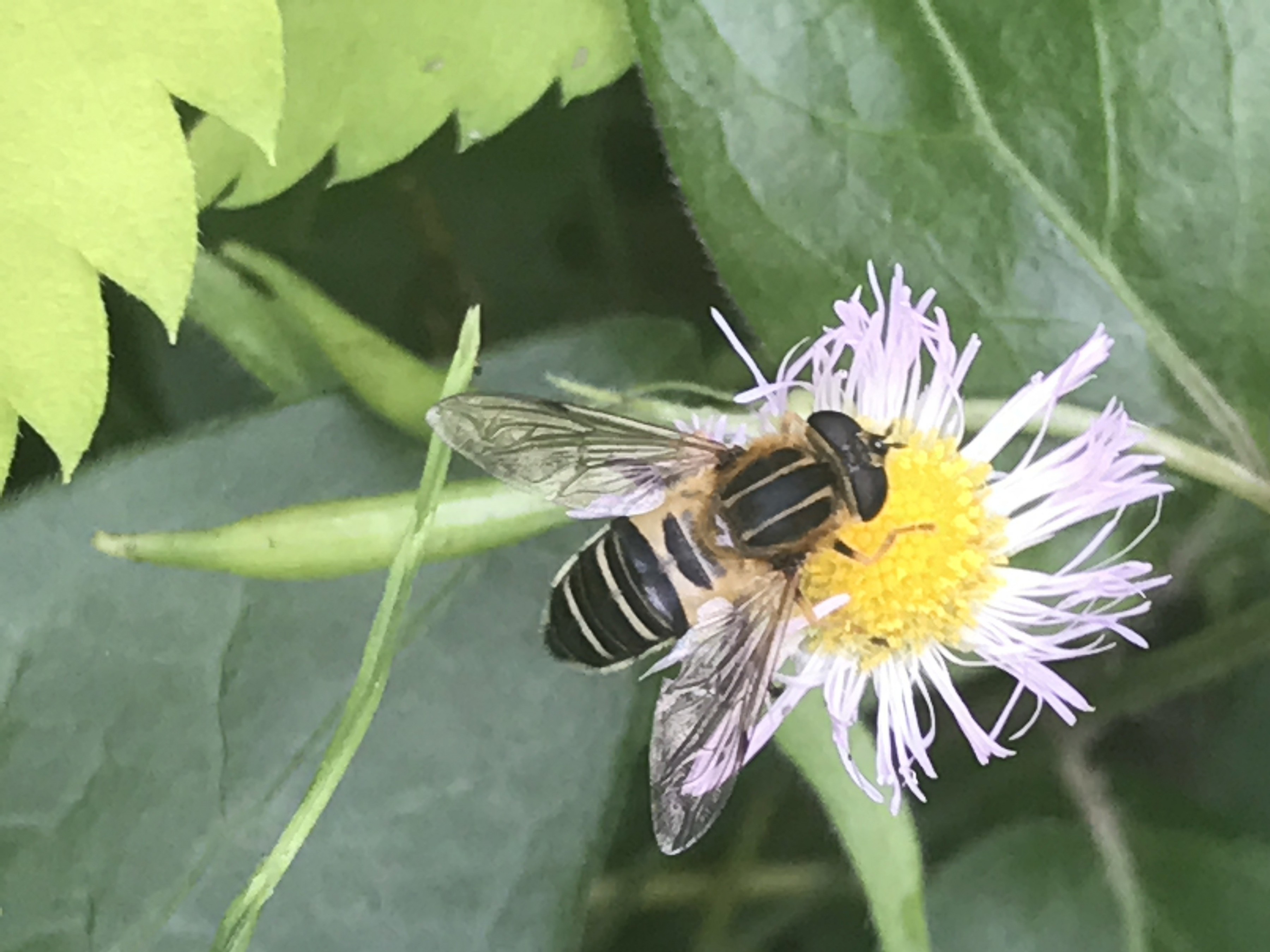 昆虫 データベースを見る 立川いきものデータベース
