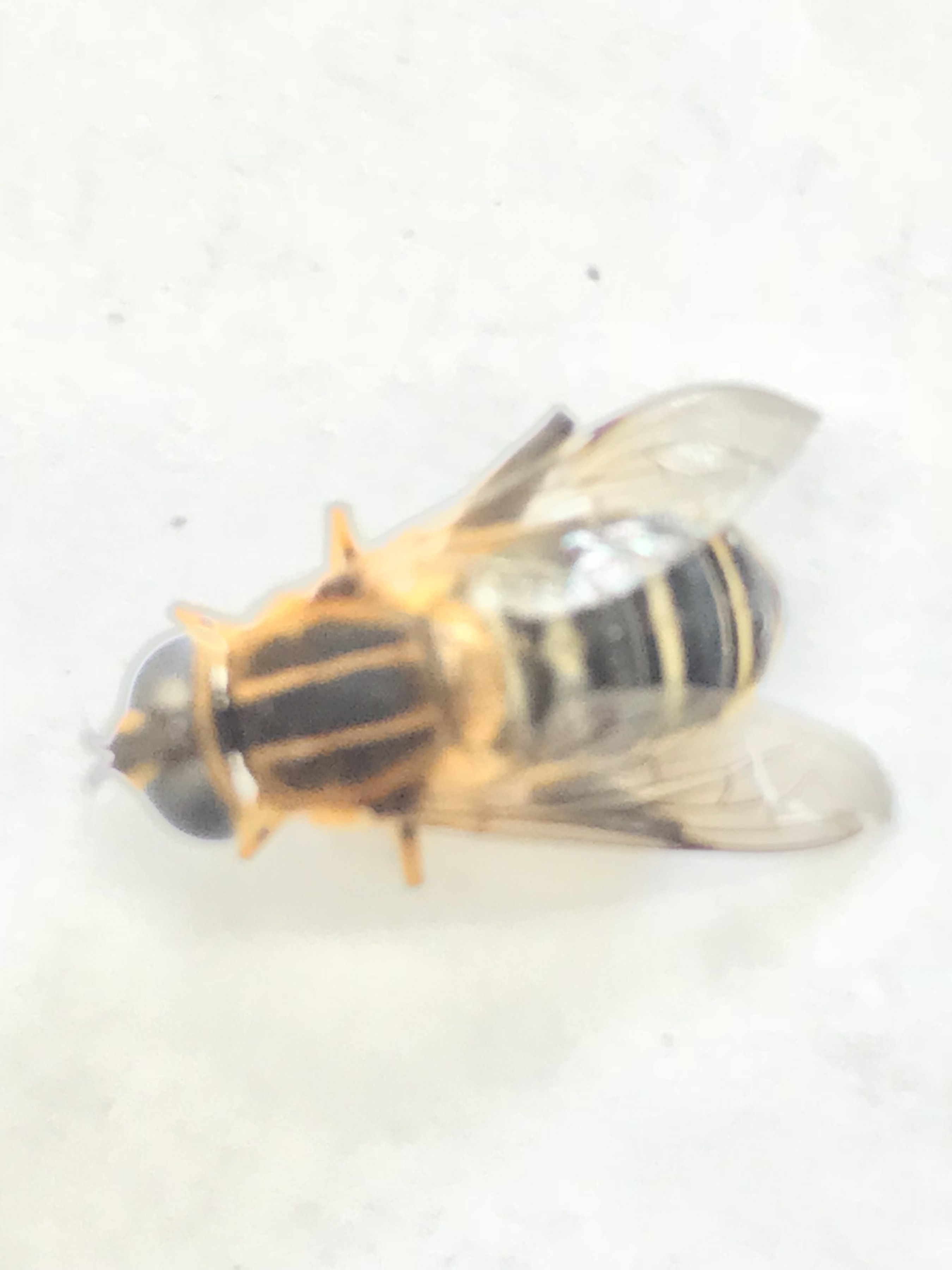 和名別 立川いきものデータベース