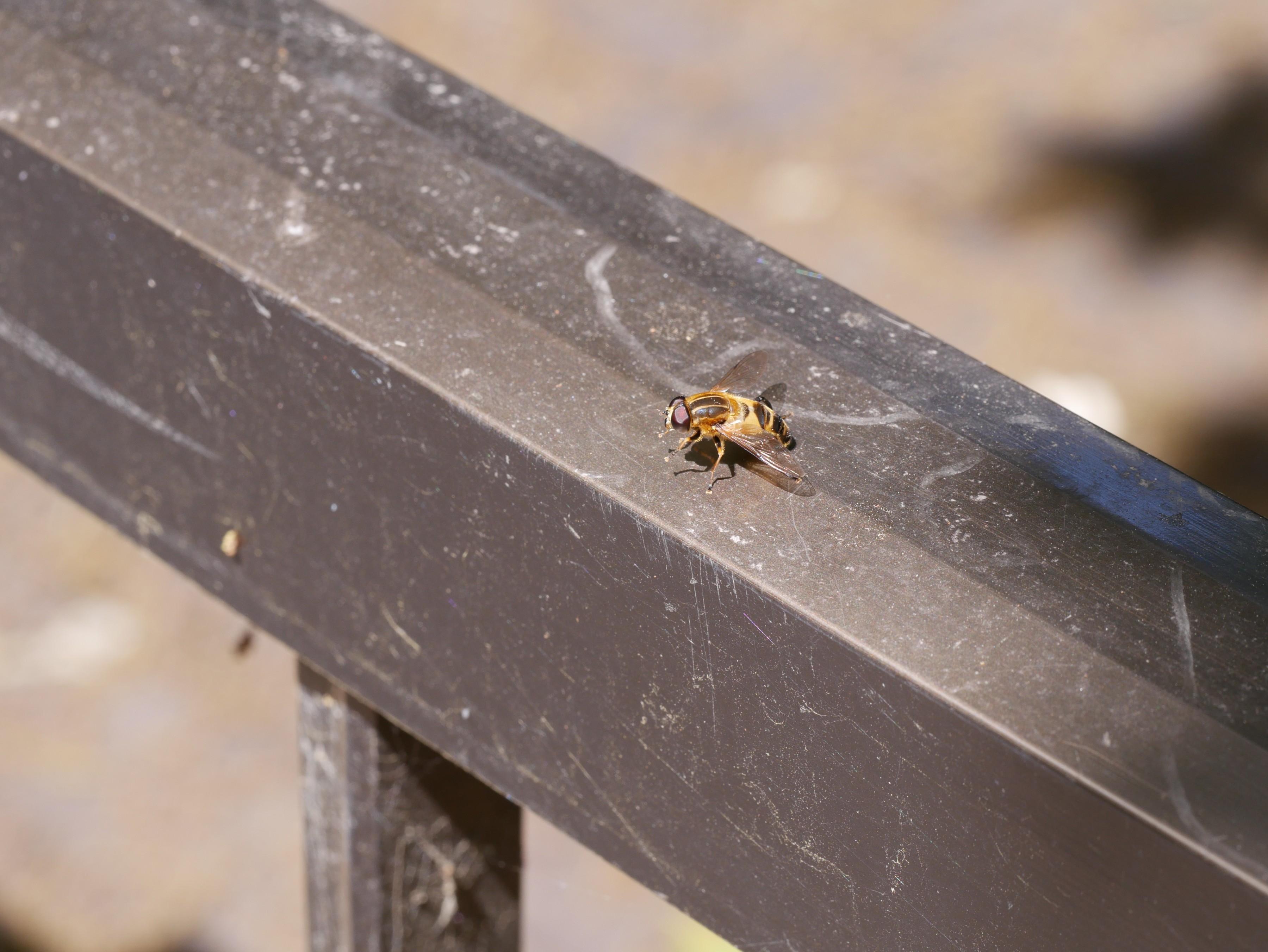 和名別 立川いきものデータベース