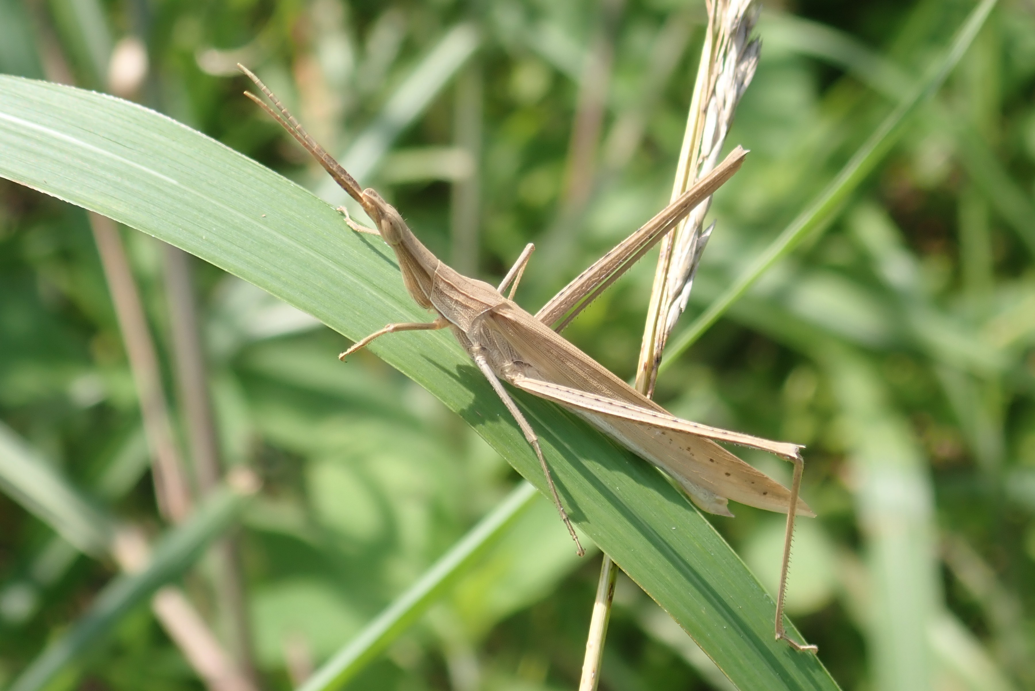 昆虫 データベースを見る 立川いきものデータベース 昆虫 データベースを見る 立川いきものデータベース