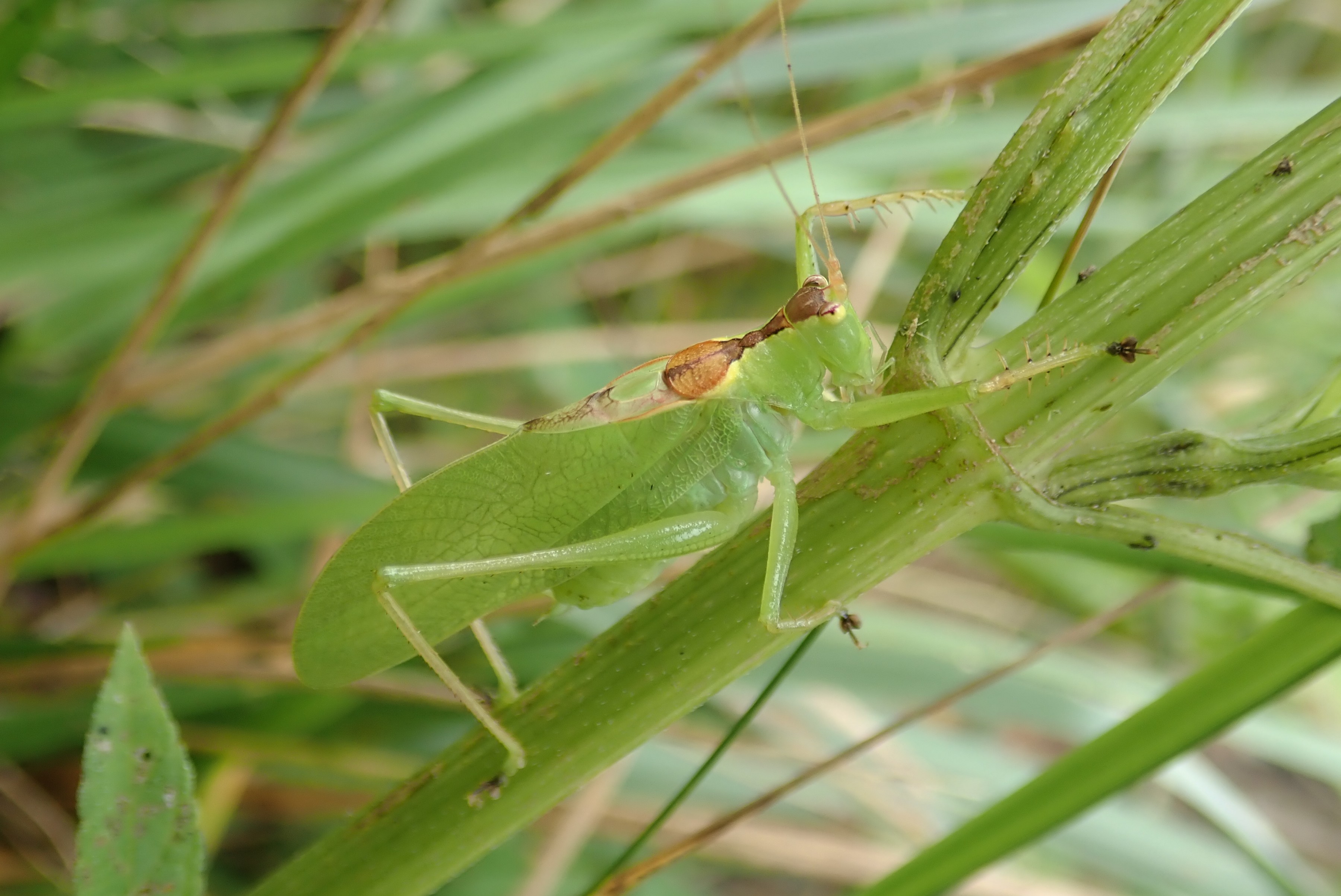 和名別 | 立川いきものデータベース
