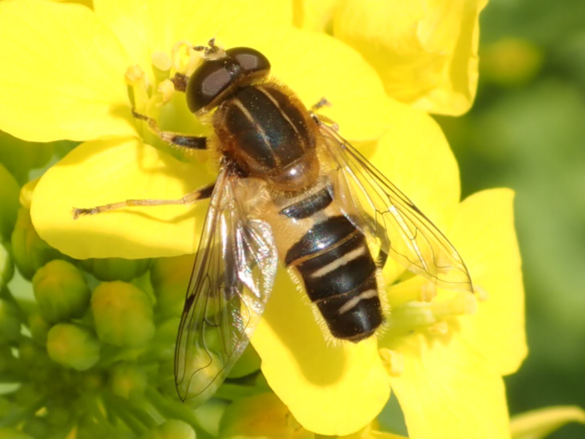 和名別 立川いきものデータベース