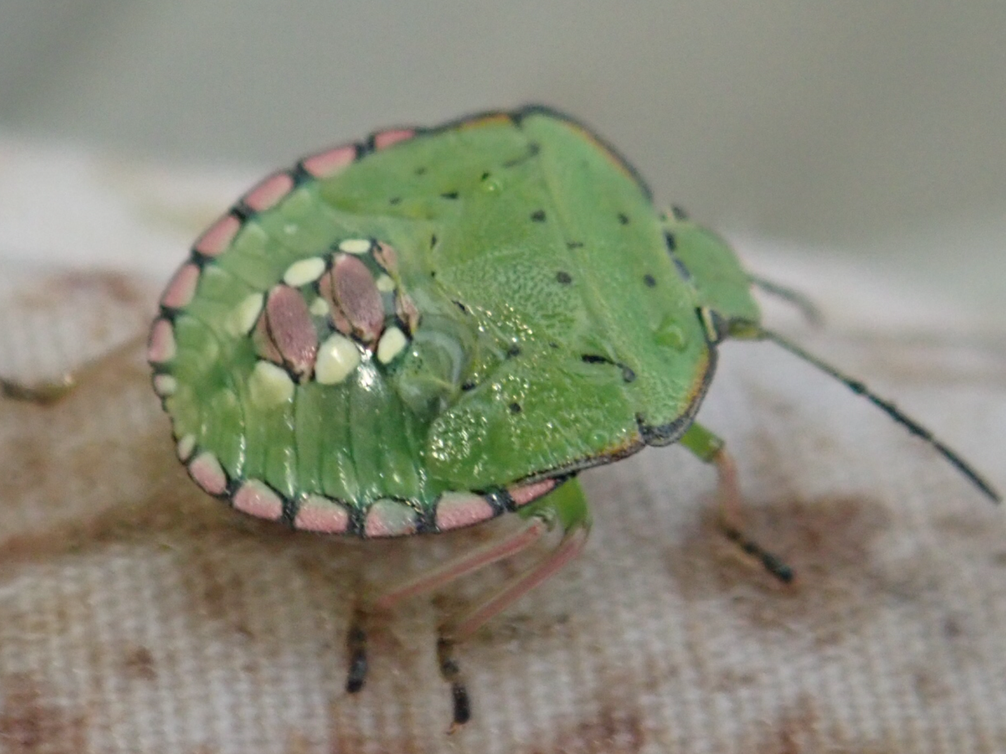 和名別 立川いきものデータベース