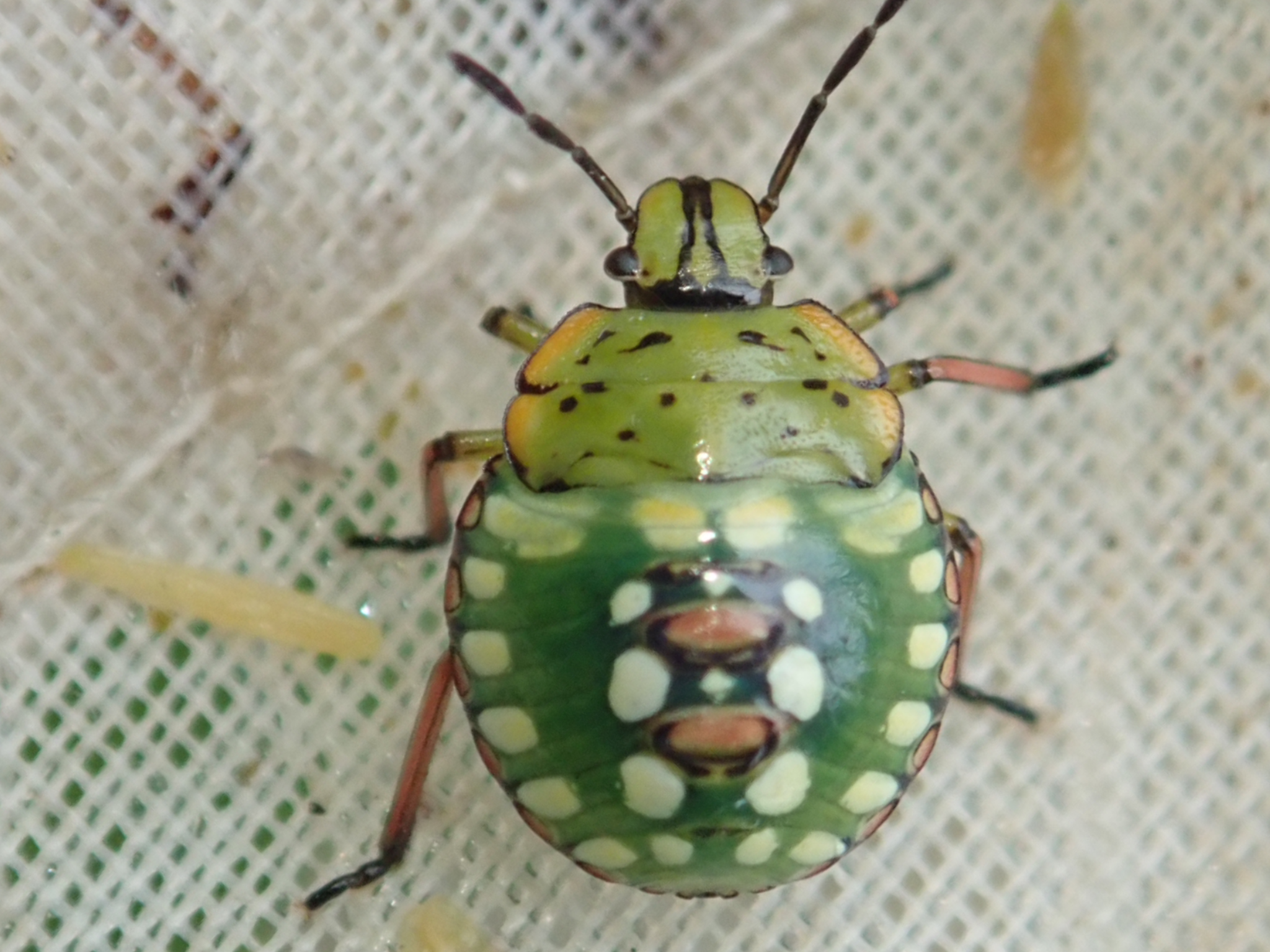 和名別 立川いきものデータベース