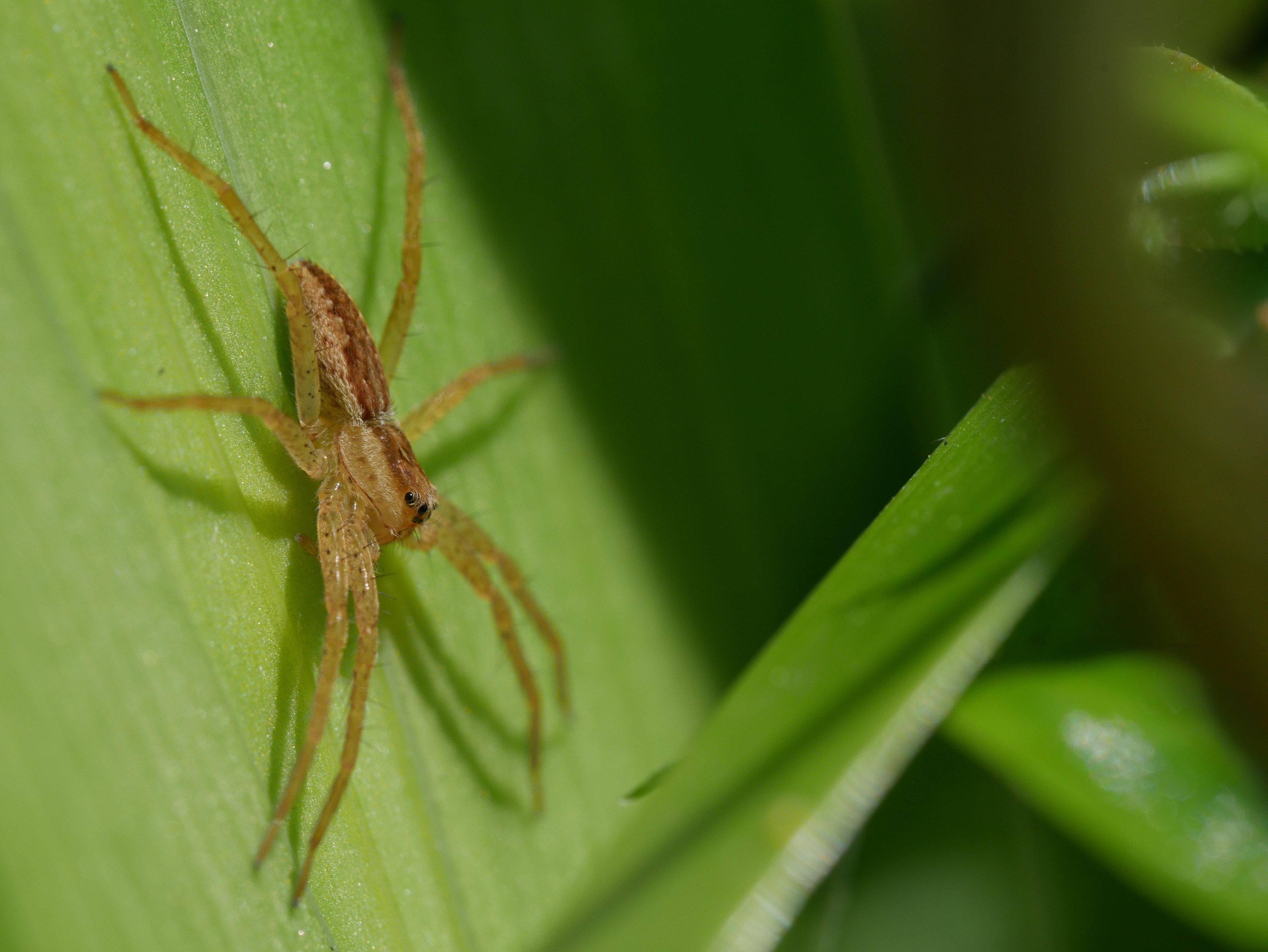 和名別 ｜ 立川いきものデータベース