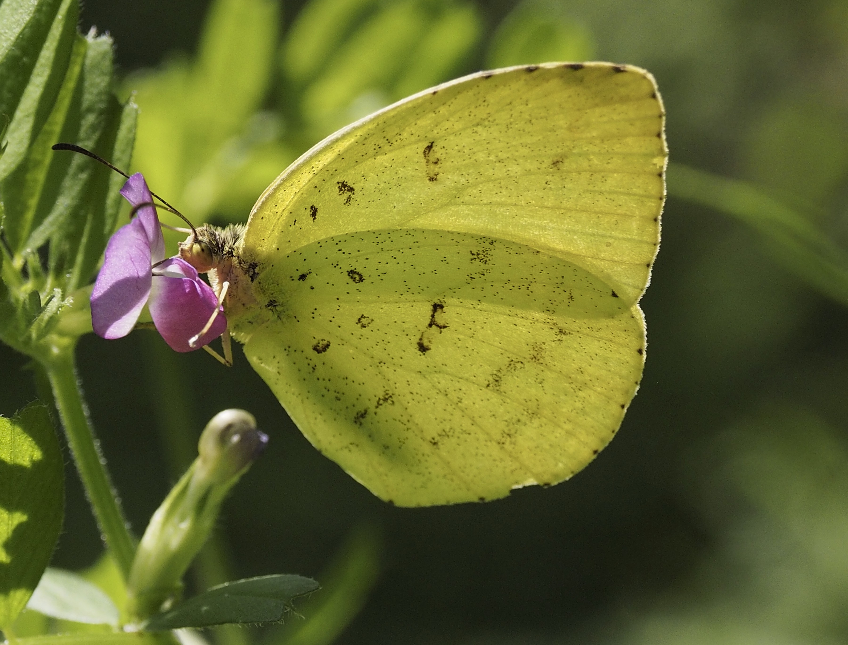 和名別 立川いきものデータベース
