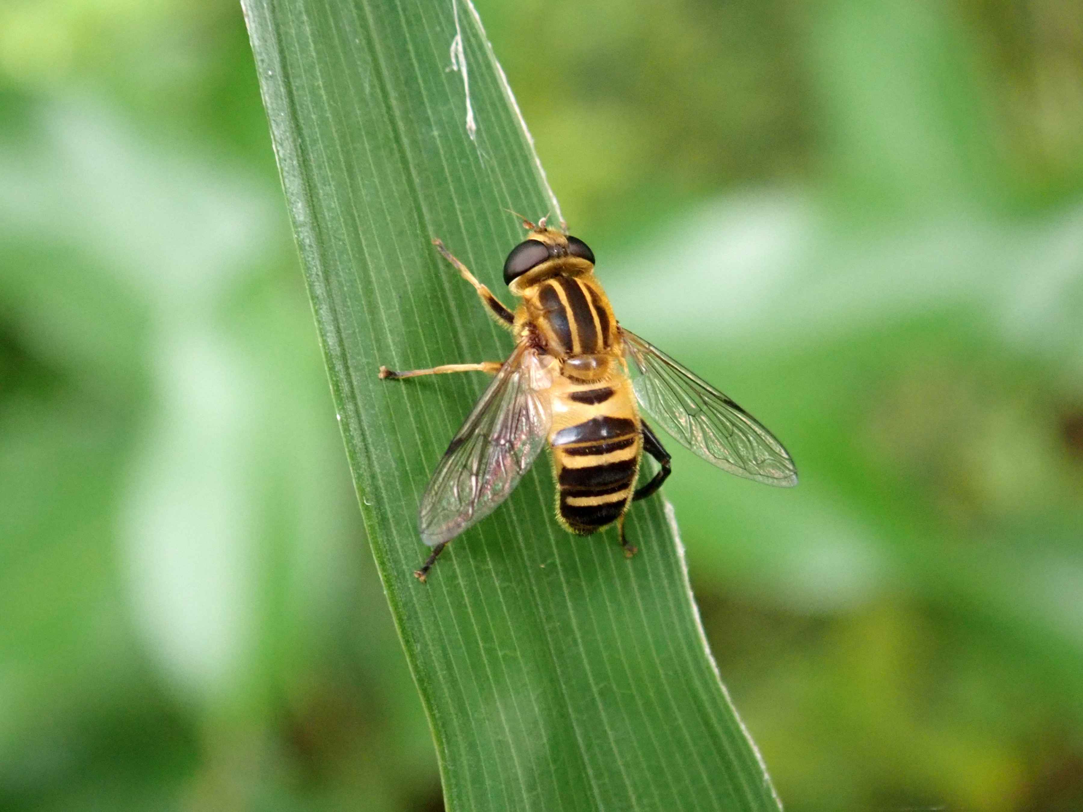 和名別 立川いきものデータベース