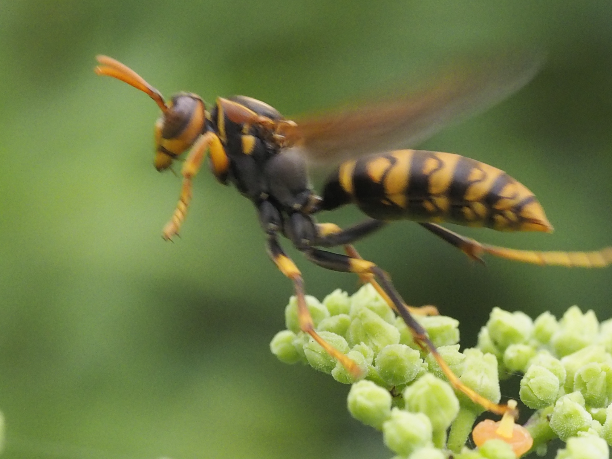 昆虫 データベースを見る 立川いきものデータベース 昆虫 データベースを見る 立川いきものデータベース