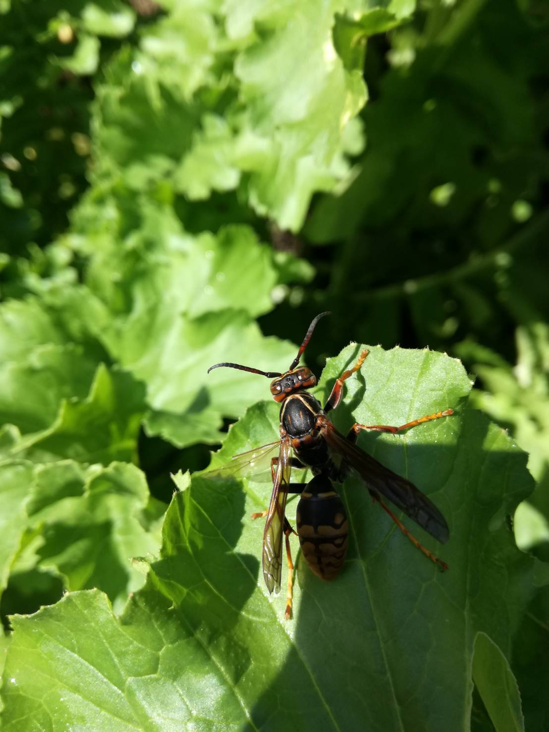 和名別 立川いきものデータベース