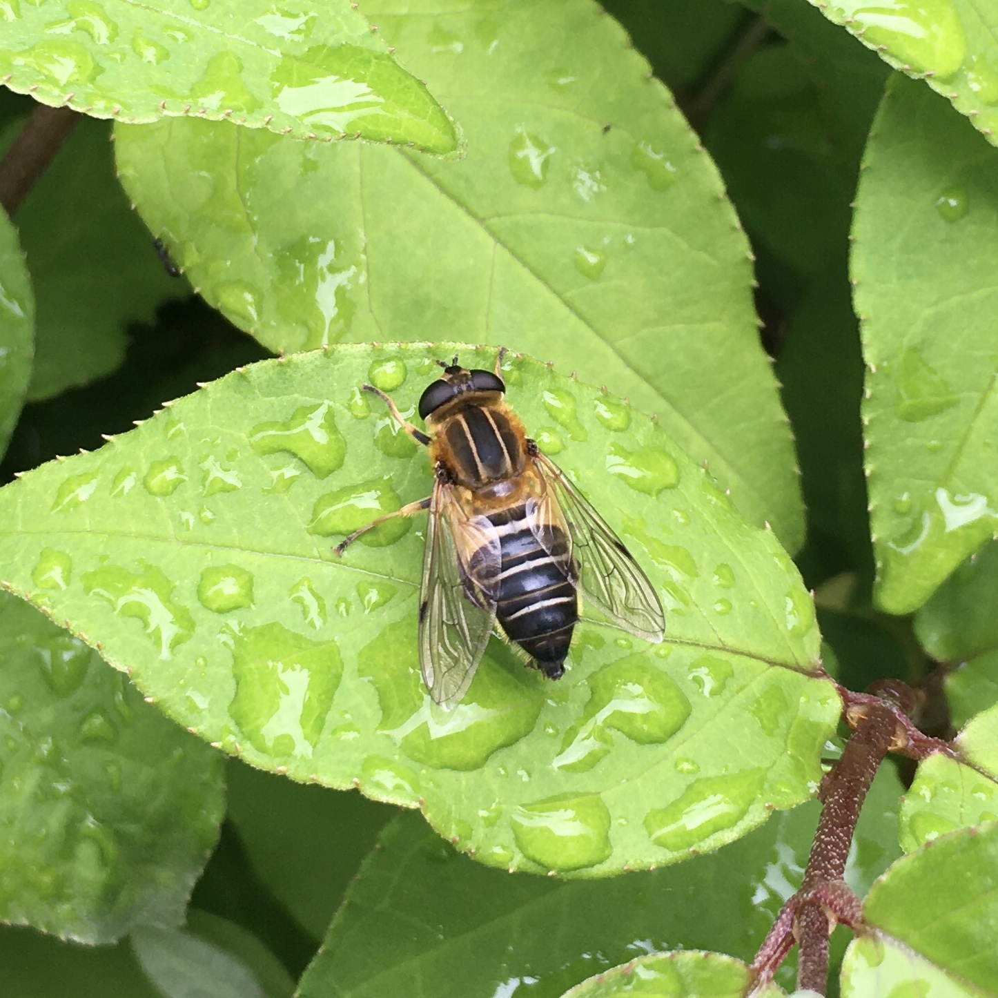 和名別 立川いきものデータベース