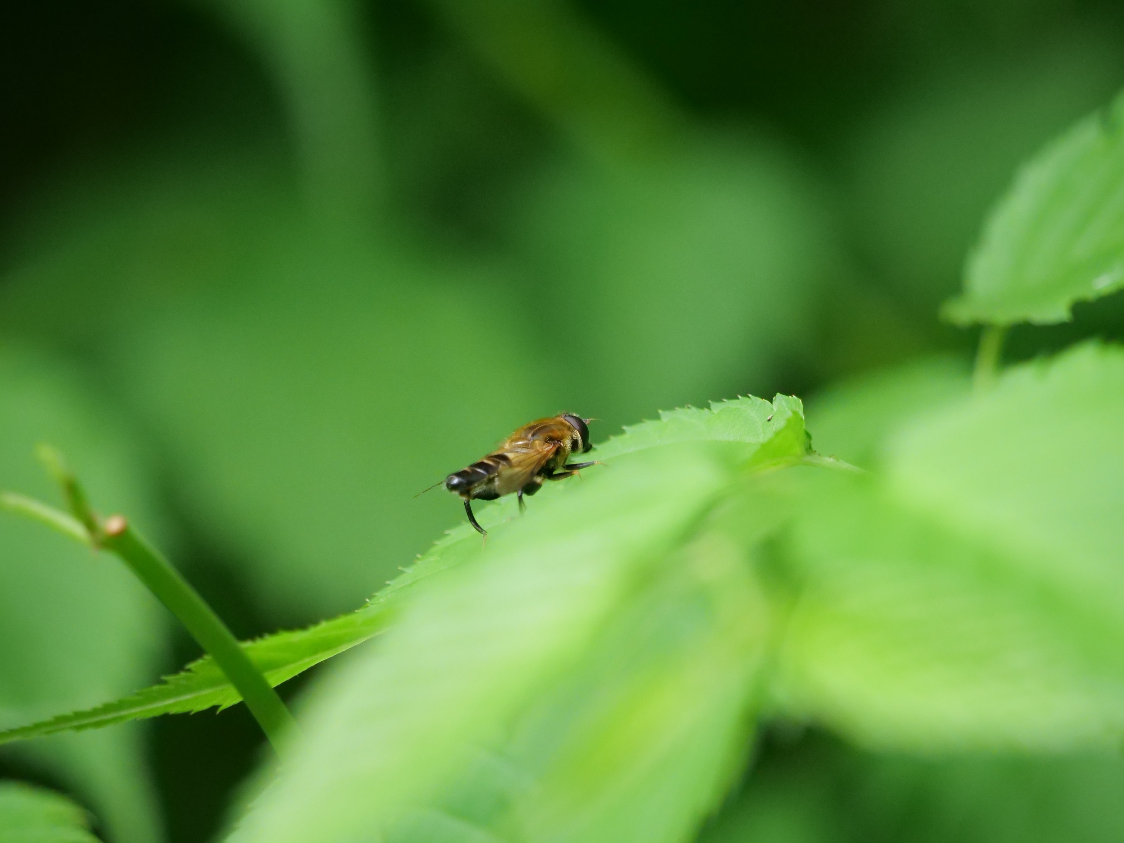 和名別 立川いきものデータベース