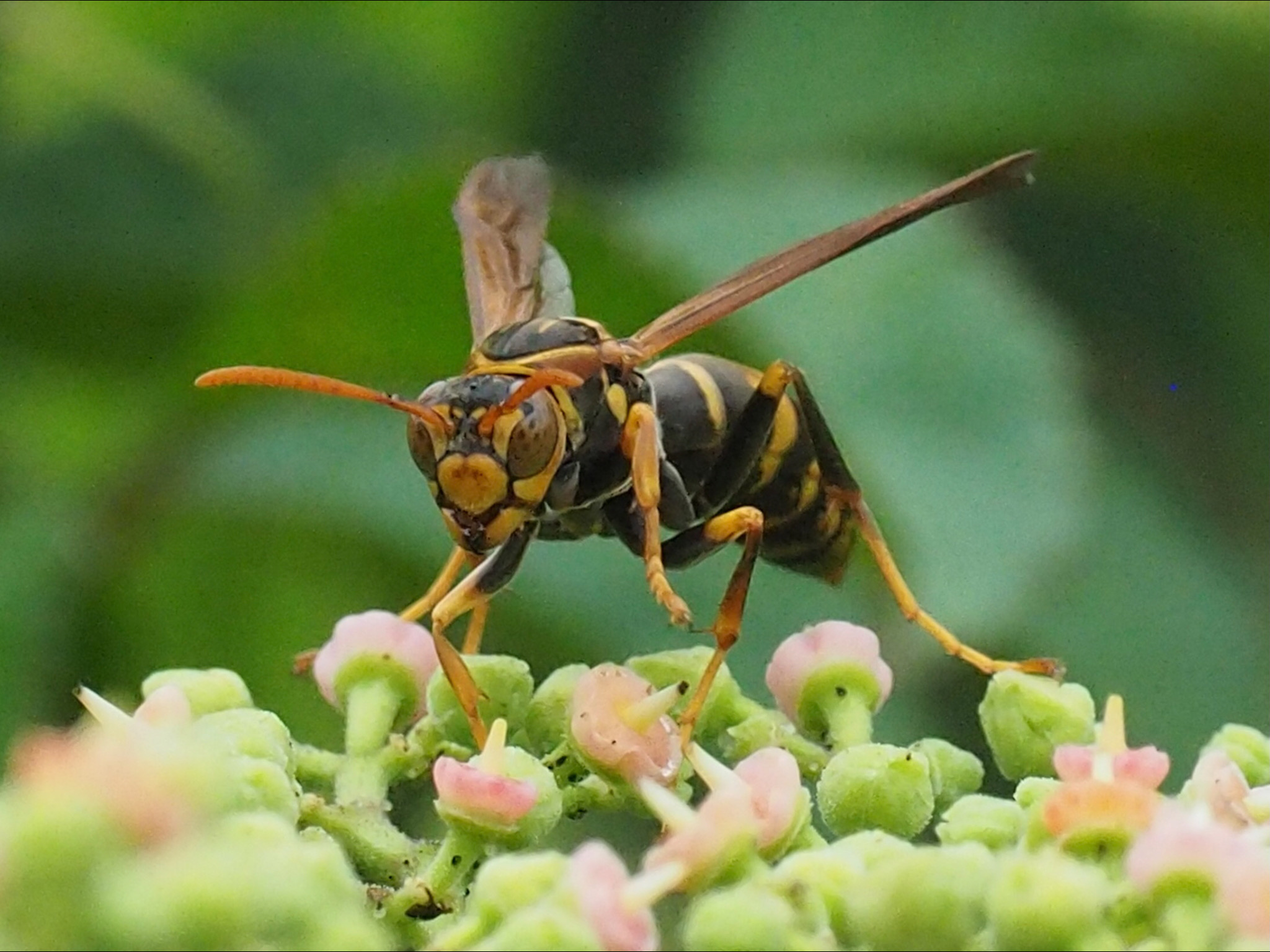 和名別 立川いきものデータベース
