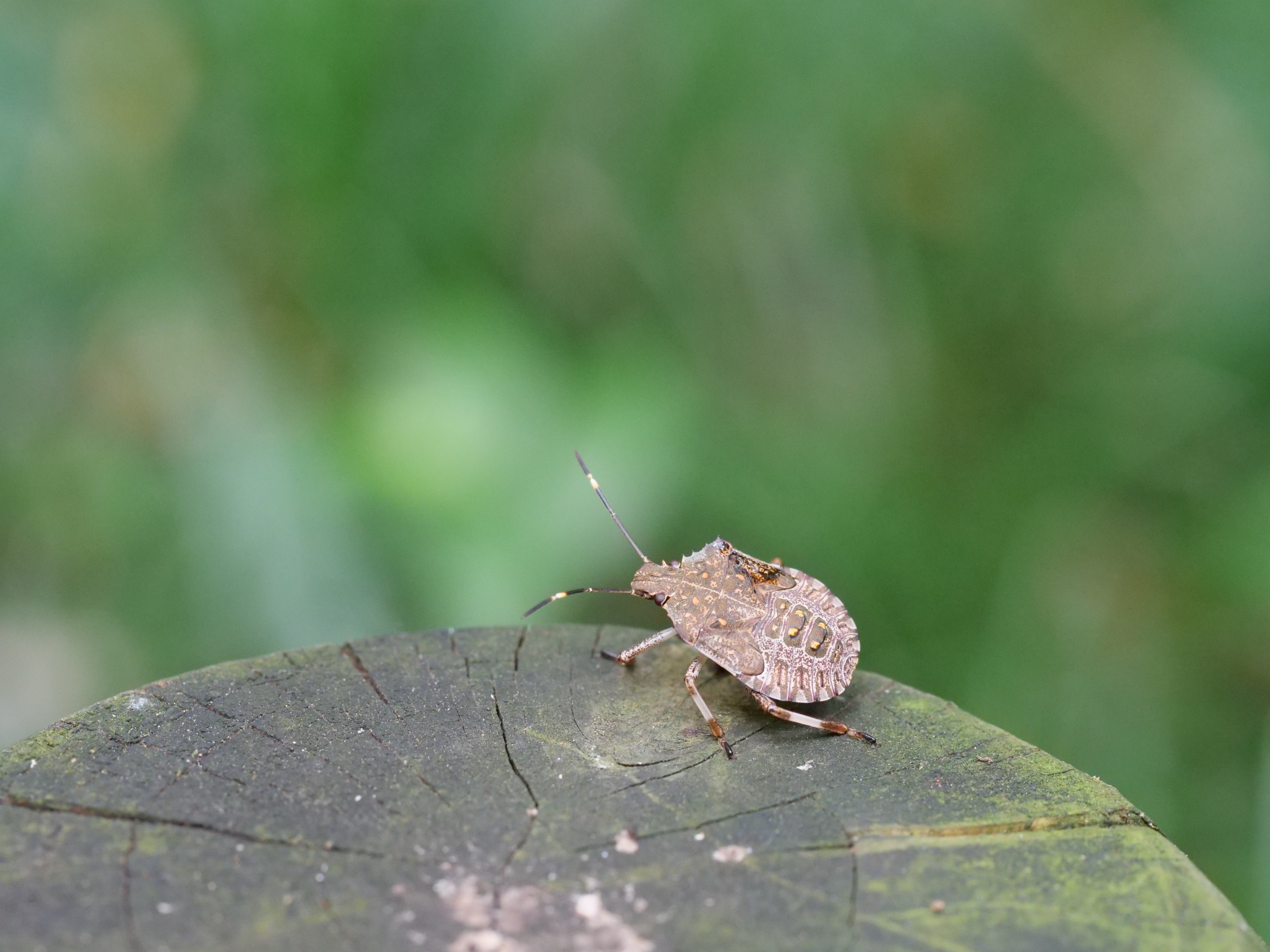 昆虫 データベースを見る 立川いきものデータベース