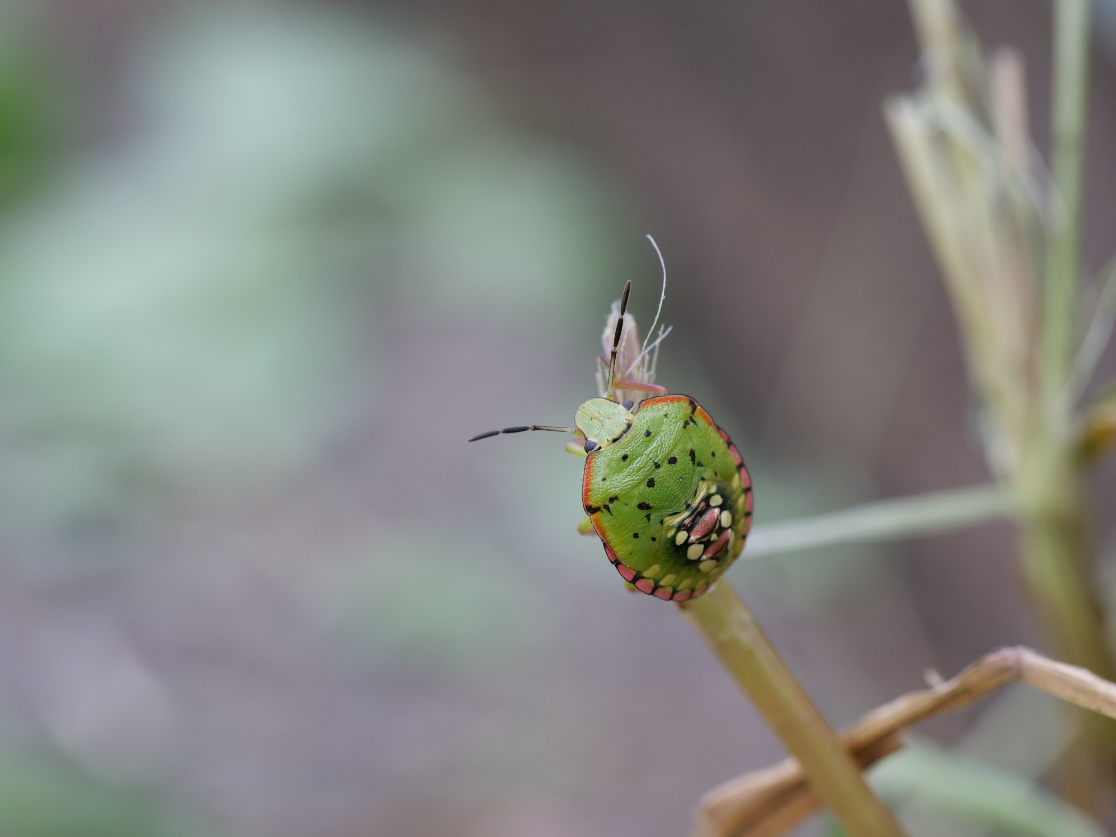 和名別 立川いきものデータベース