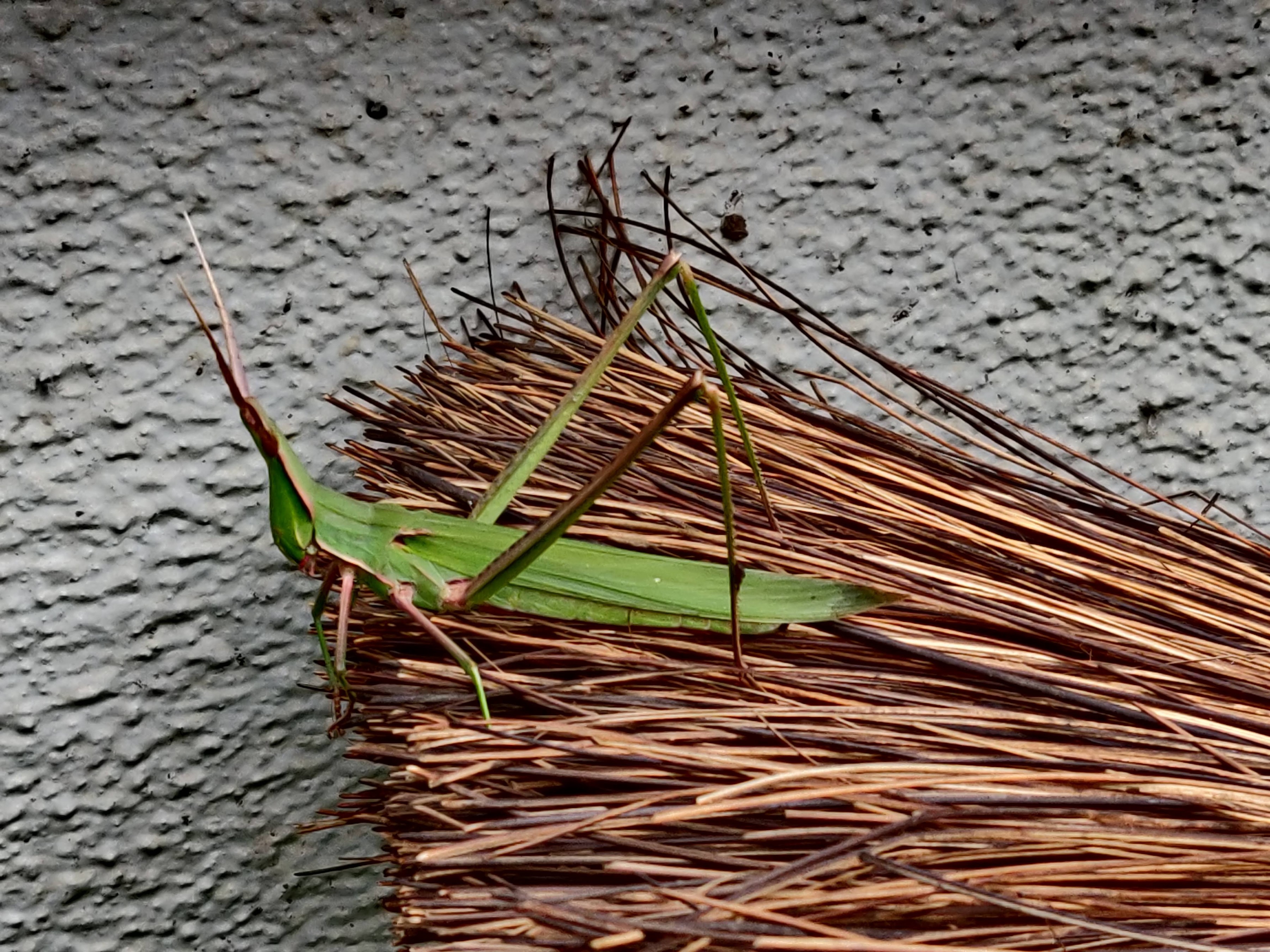 和名別 立川いきものデータベース