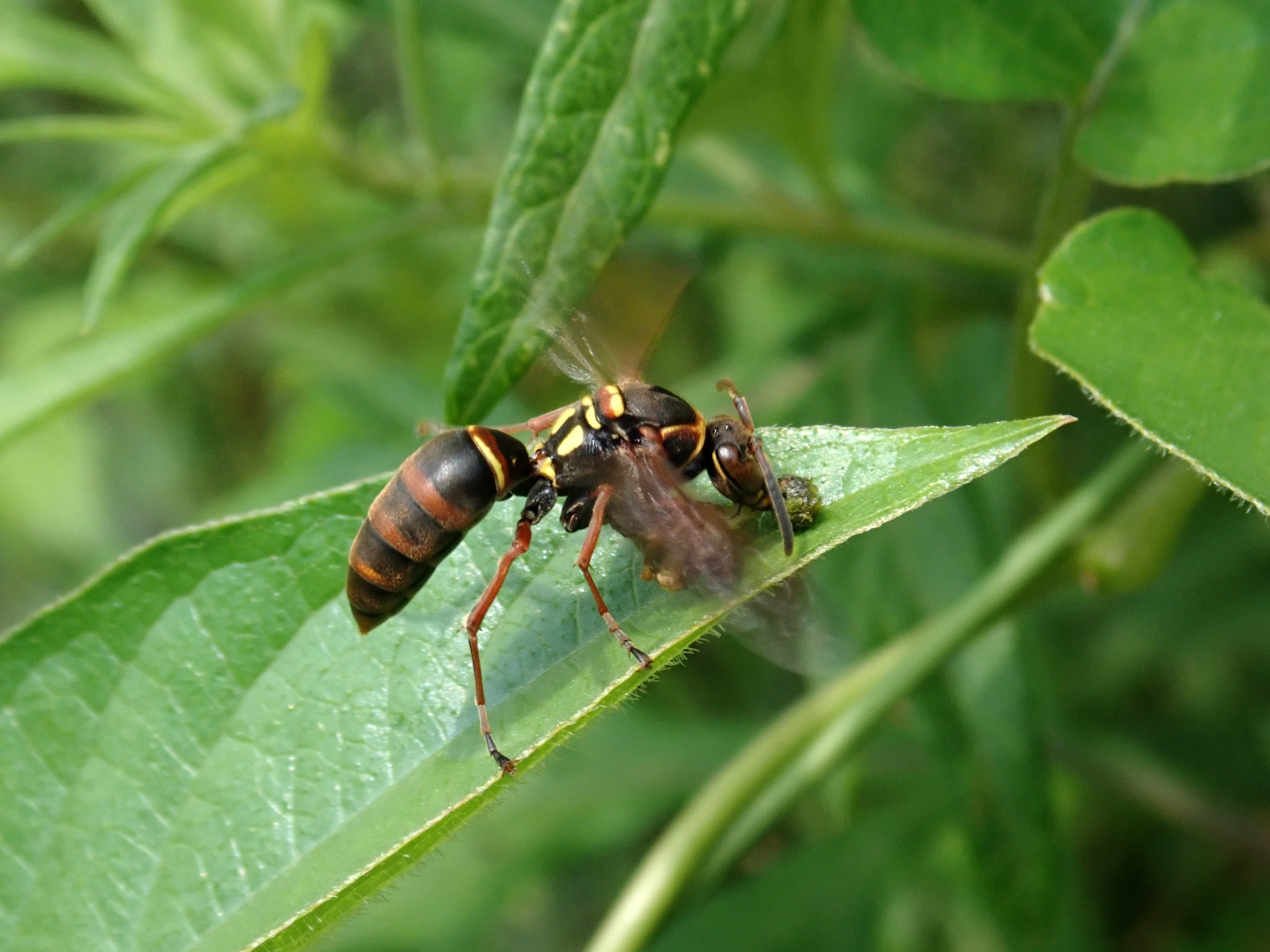 昆虫 データベースを見る 立川いきものデータベース