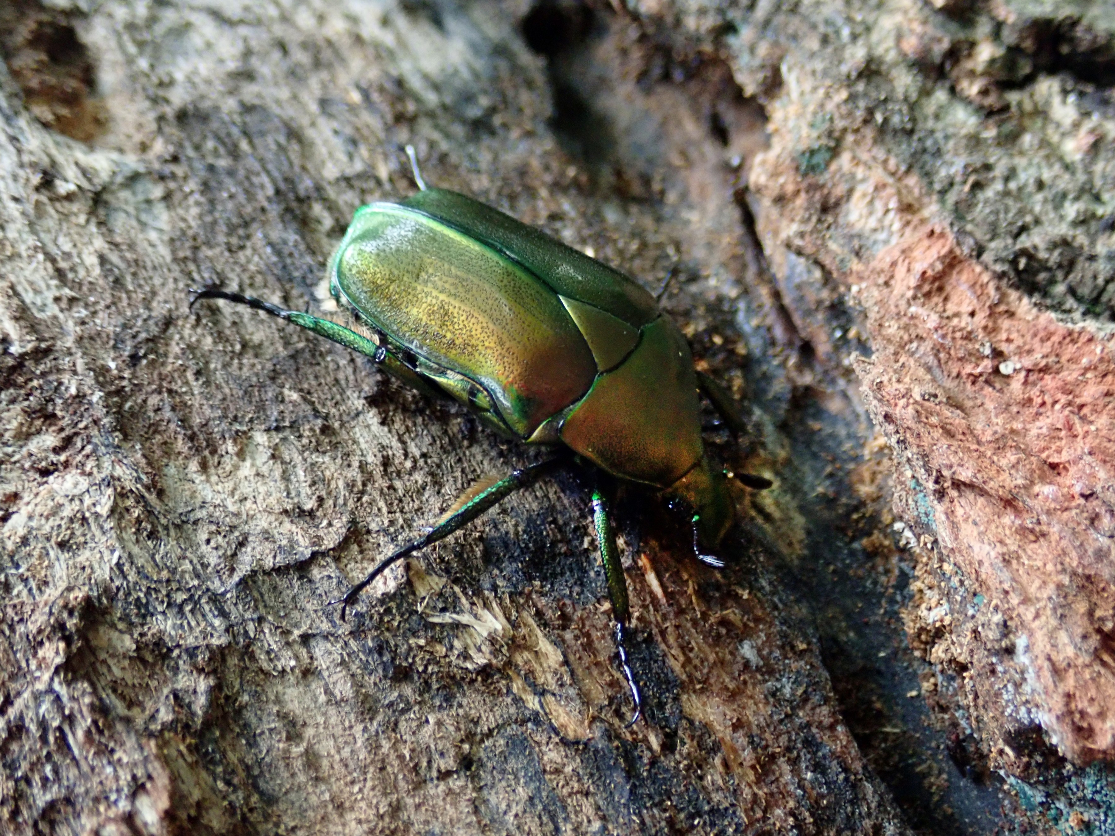 和名別 ｜ 立川いきものデータベース
