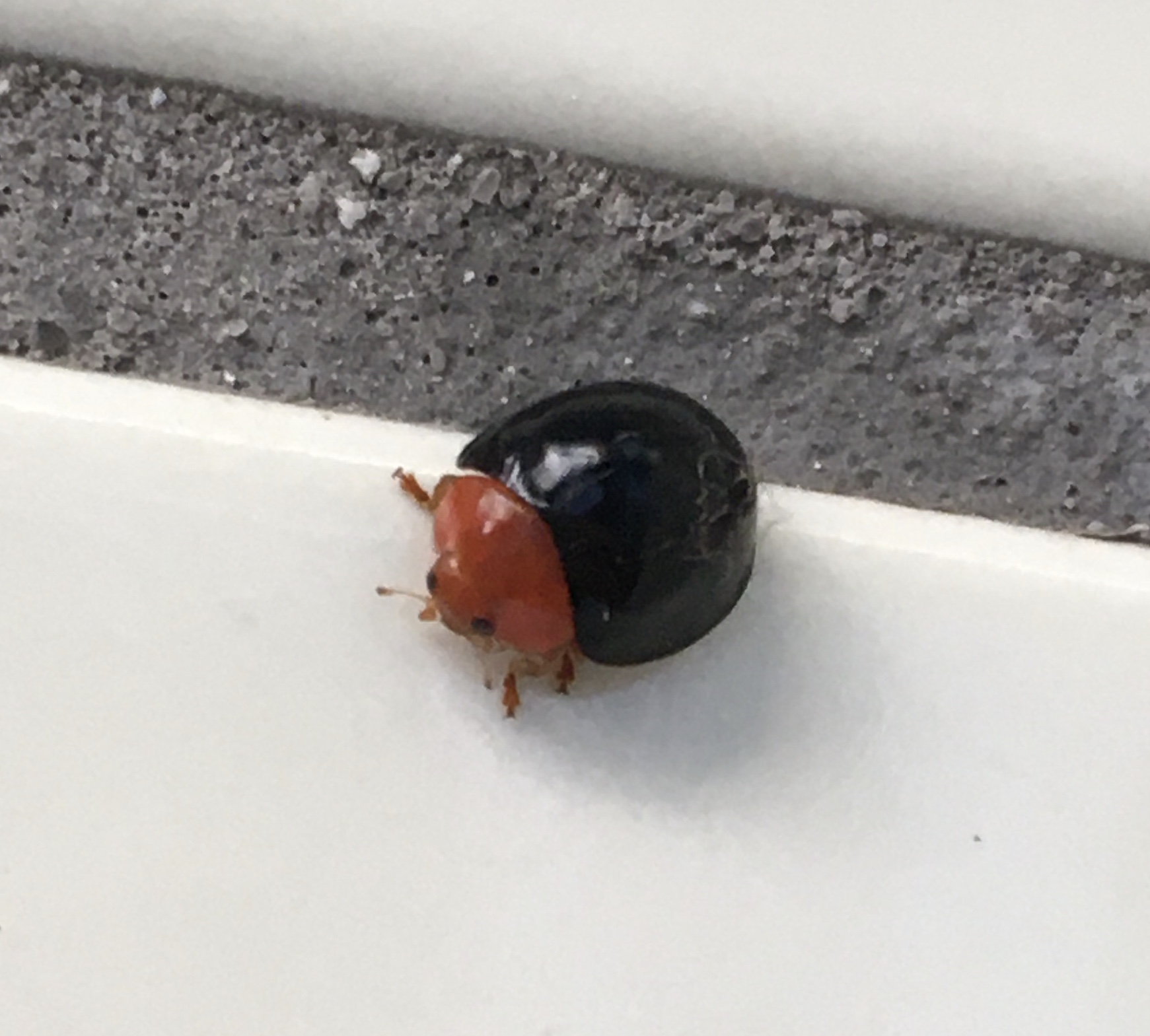 昆虫 データベースを見る 立川いきものデータベース