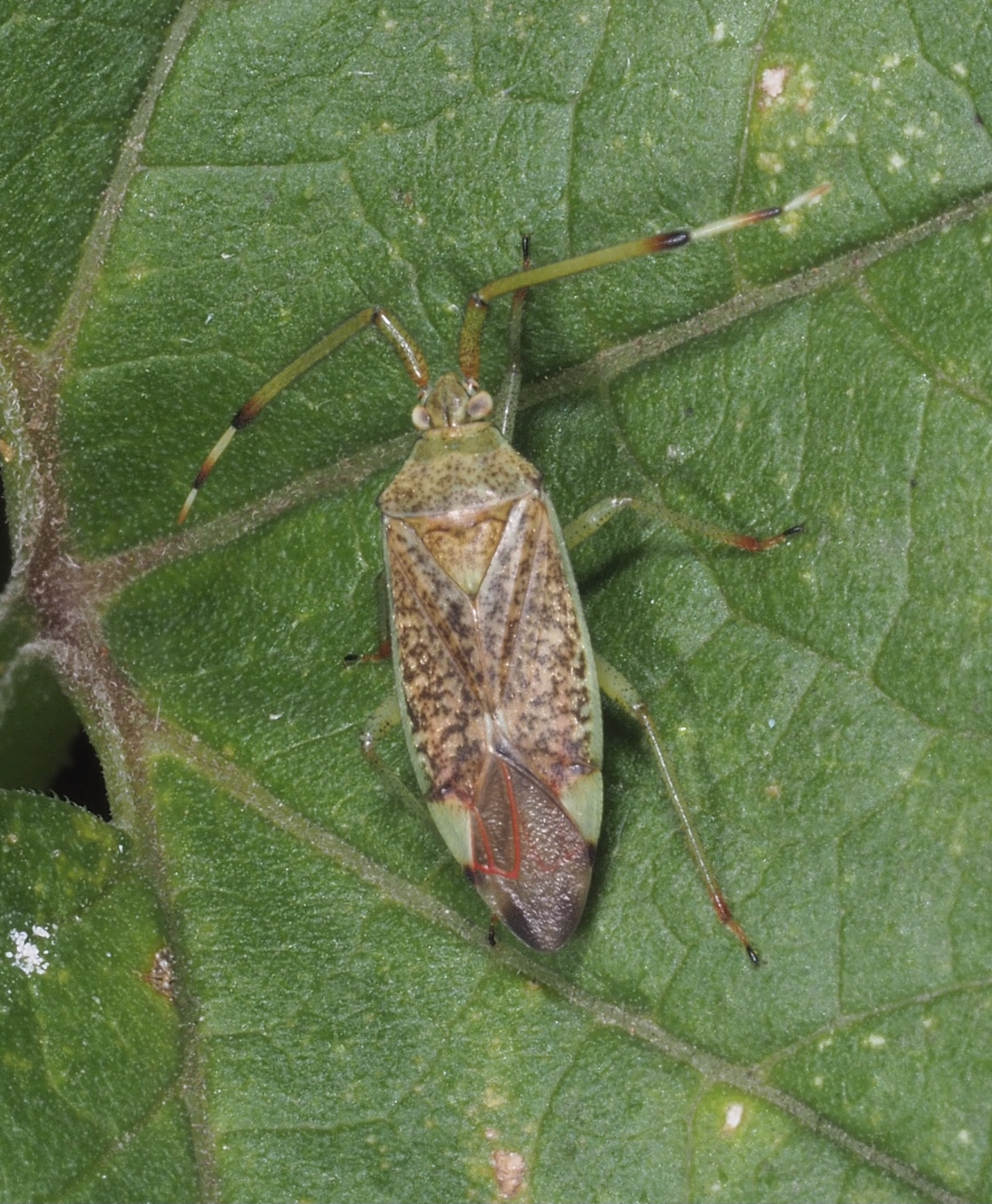 昆虫 データベースを見る 立川いきものデータベース