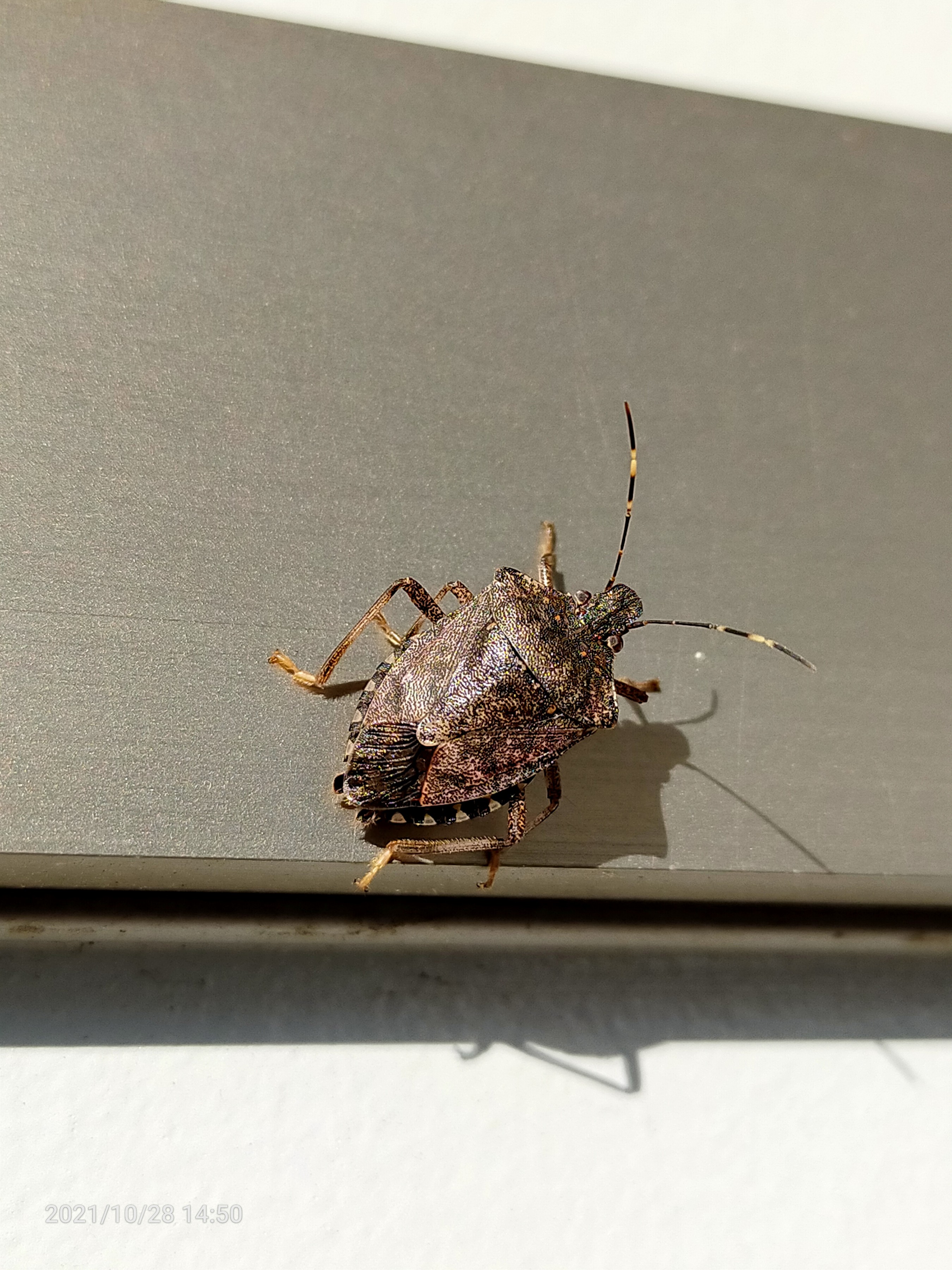 昆虫 データベースを見る 立川いきものデータベース