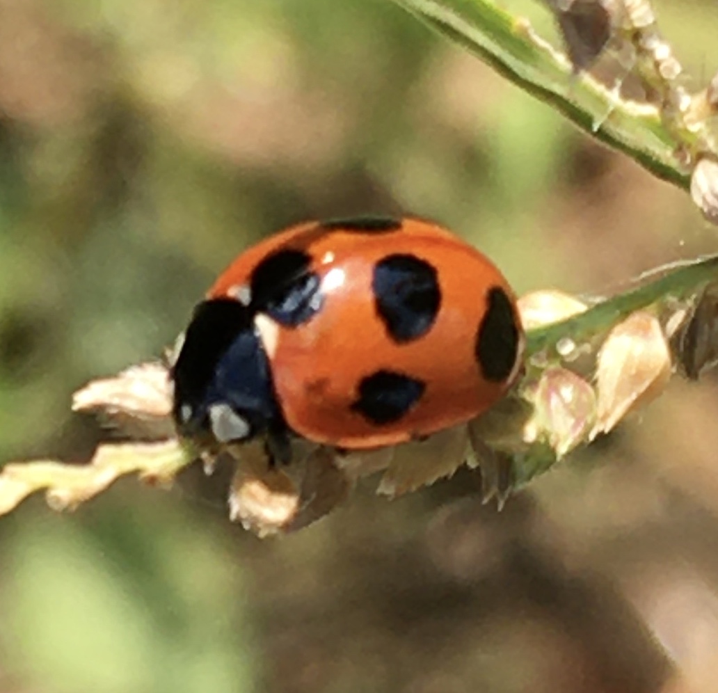 昆虫 データベースを見る 立川いきものデータベース
