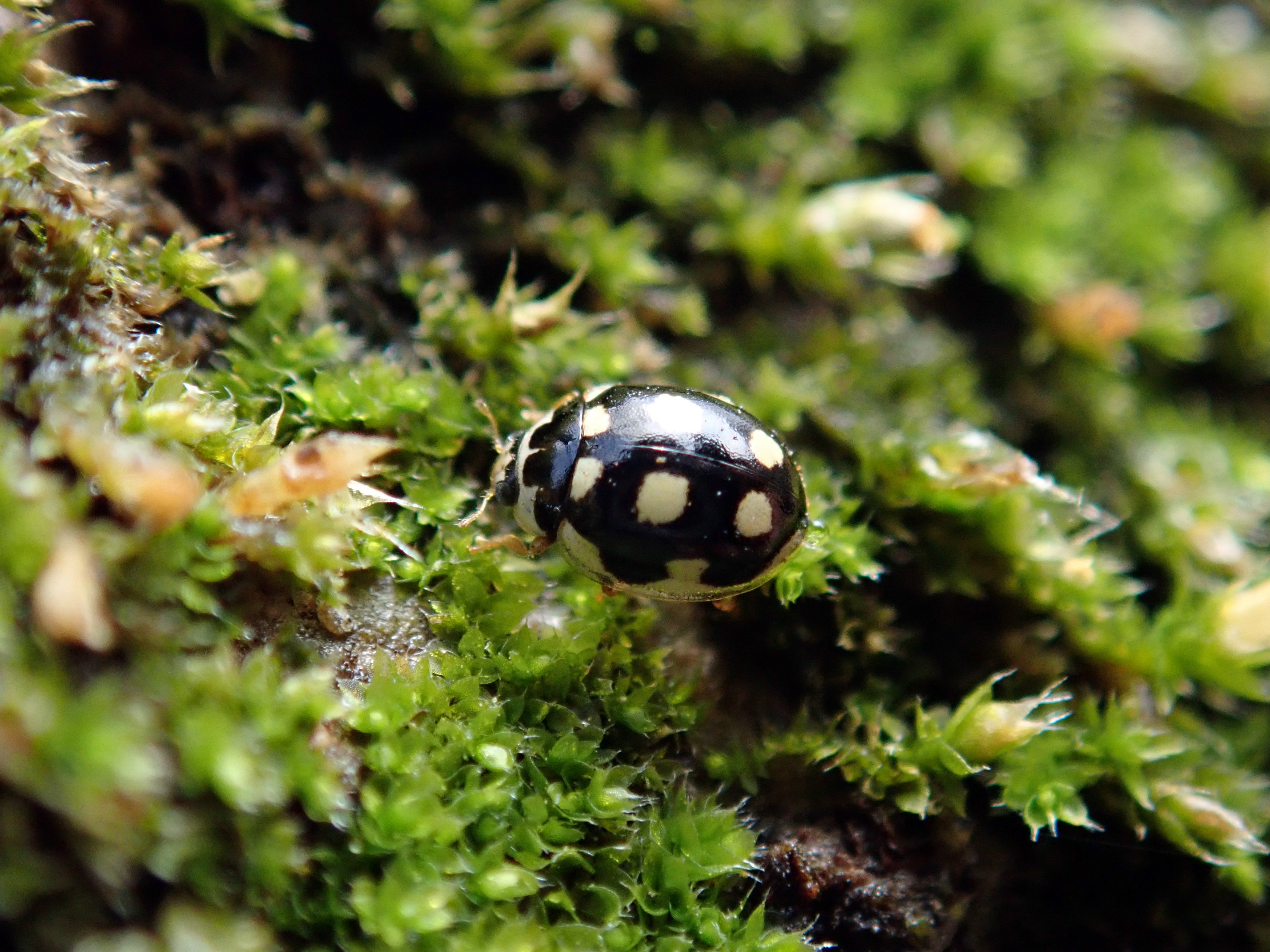昆虫 データベースを見る 立川いきものデータベース
