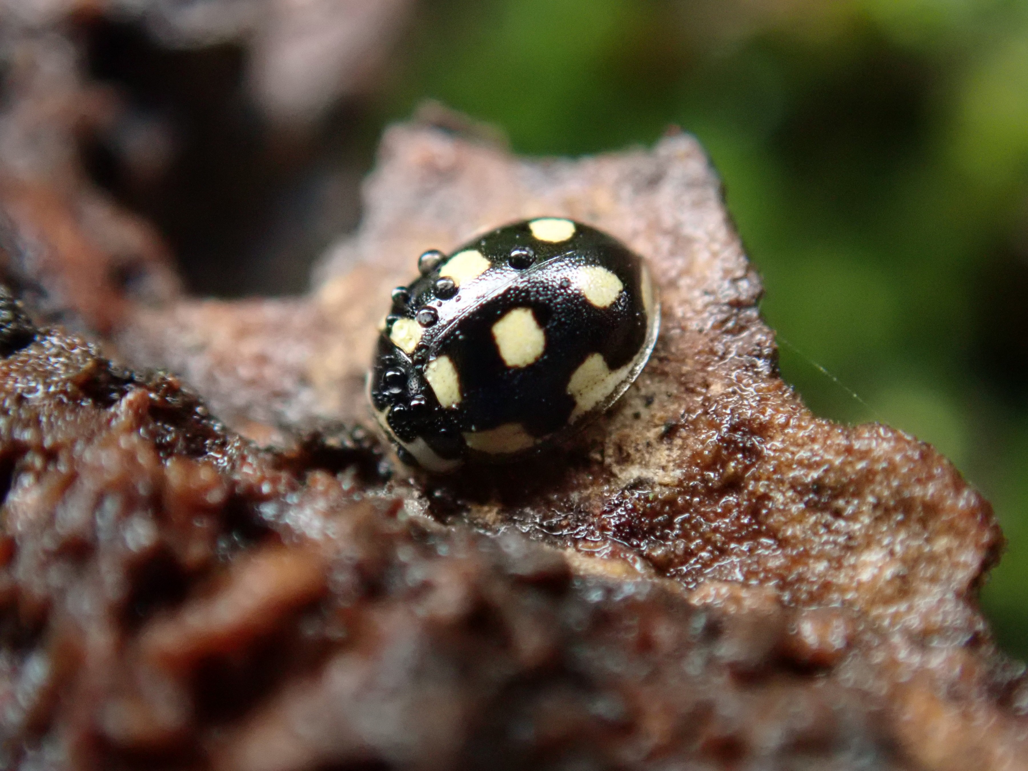昆虫 データベースを見る 立川いきものデータベース