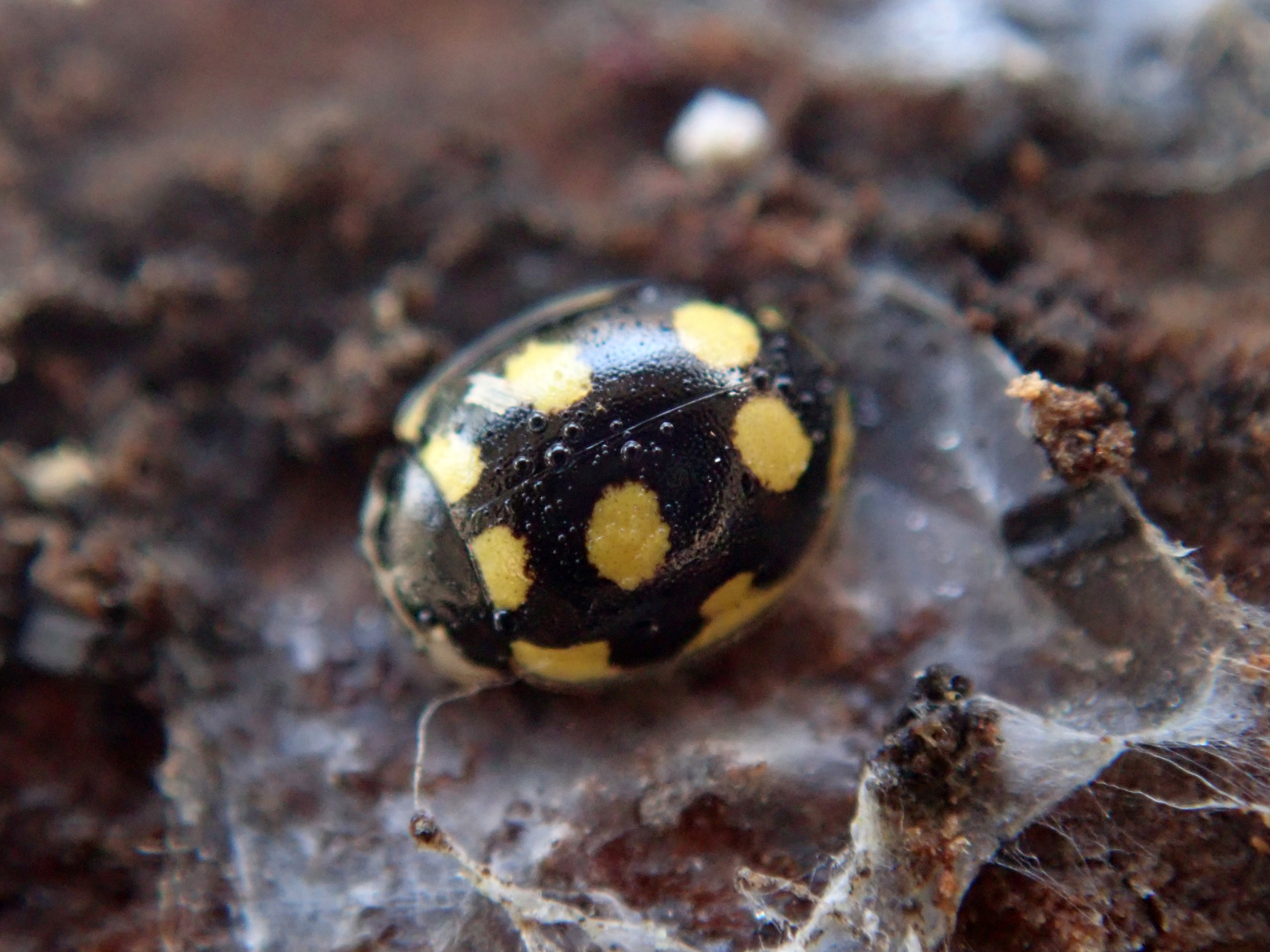 昆虫 データベースを見る 立川いきものデータベース
