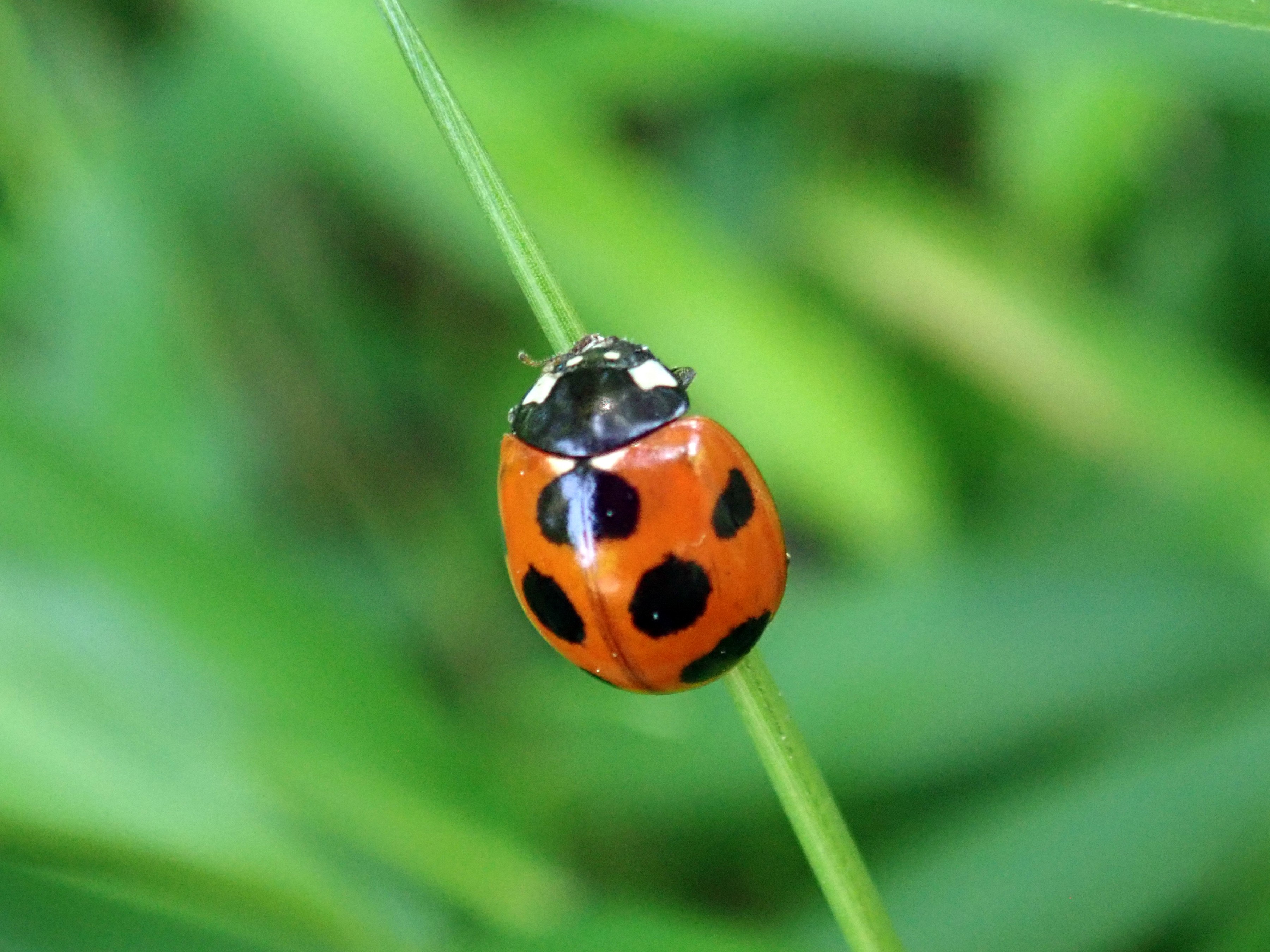 昆虫 データベースを見る 立川いきものデータベース