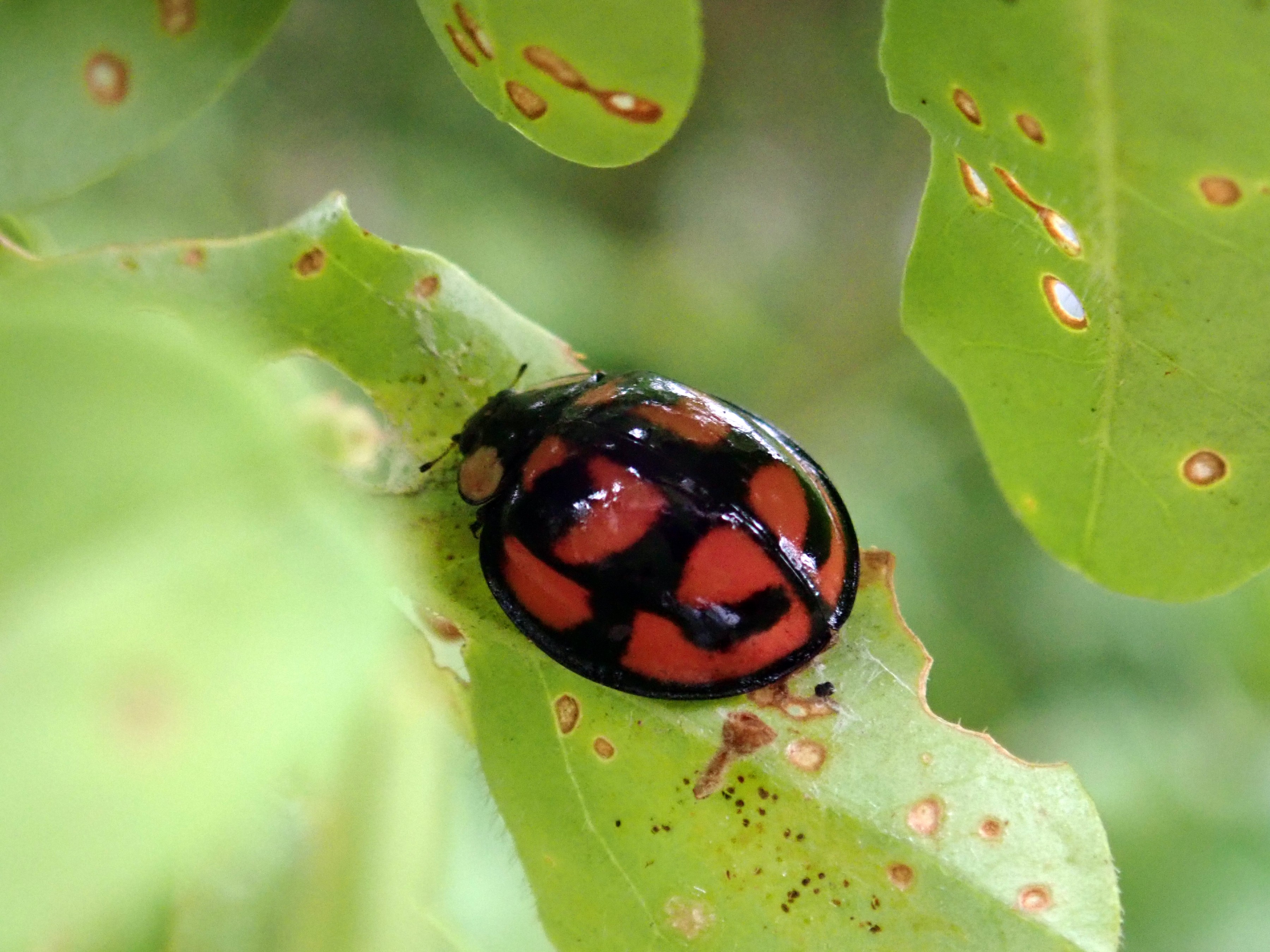 昆虫 データベースを見る 立川いきものデータベース