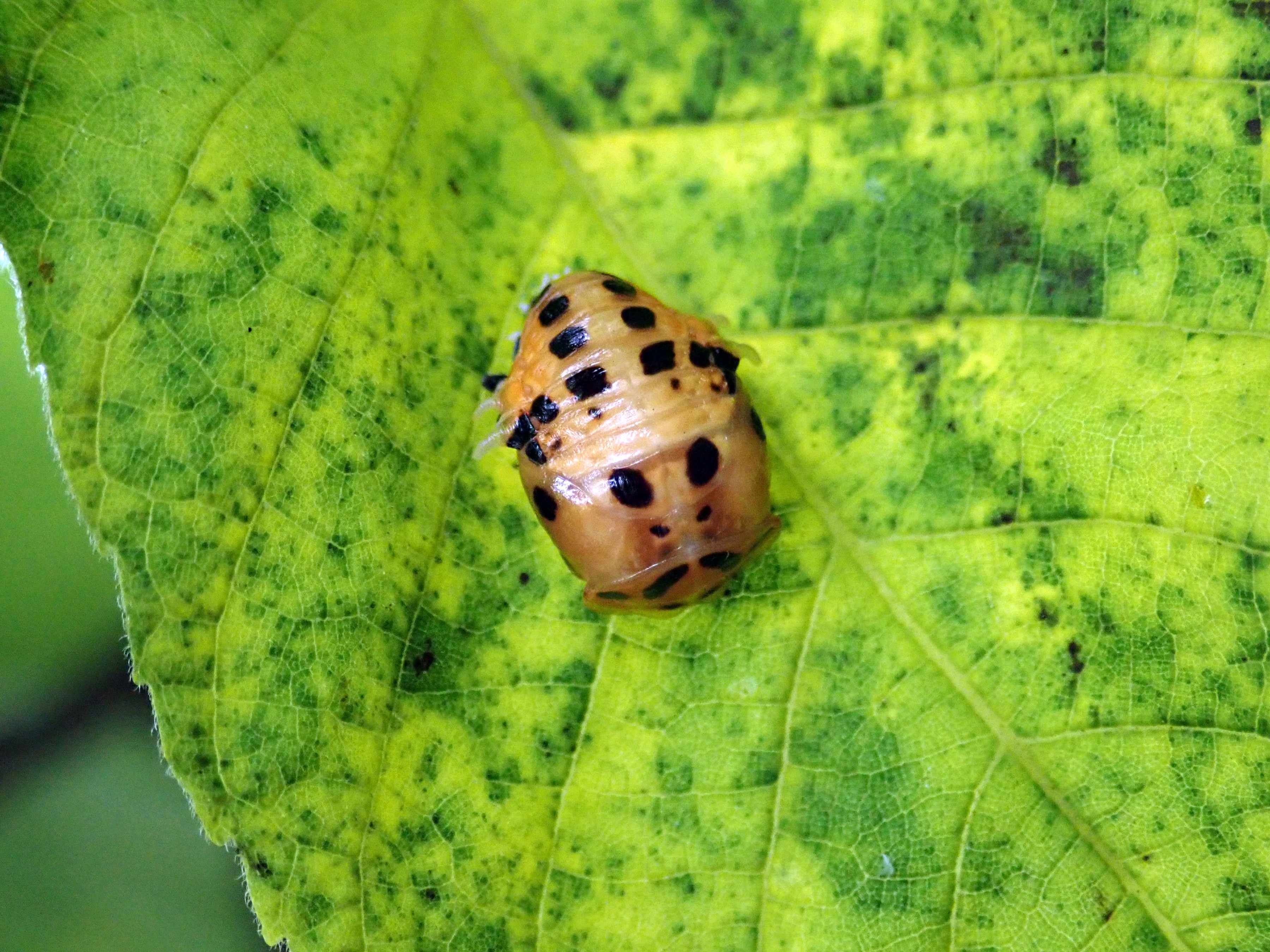 昆虫 データベースを見る 立川いきものデータベース