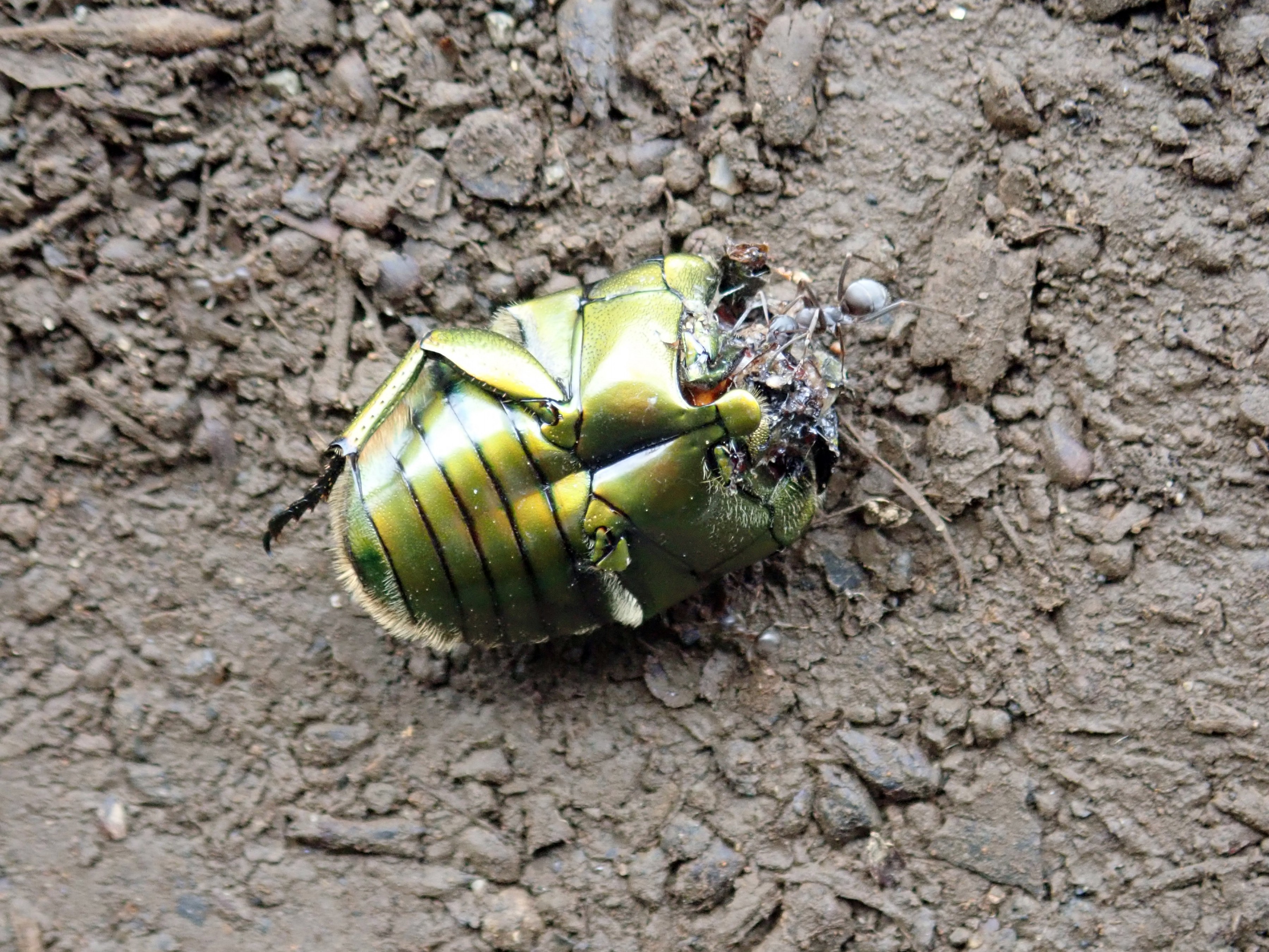 和名別 ｜ 立川いきものデータベース