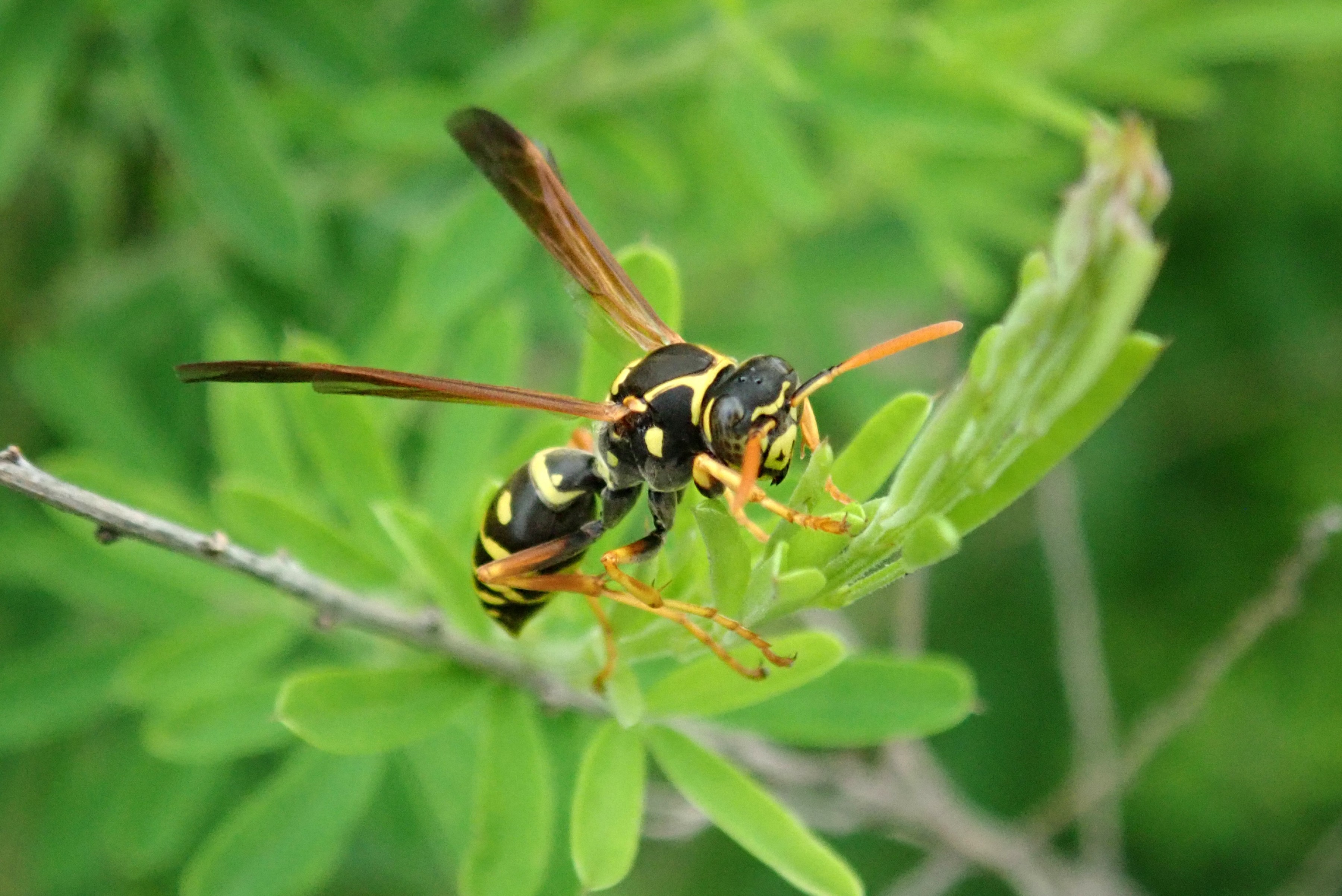 昆虫 データベースを見る 立川いきものデータベース 昆虫 データベースを見る 立川いきものデータベース