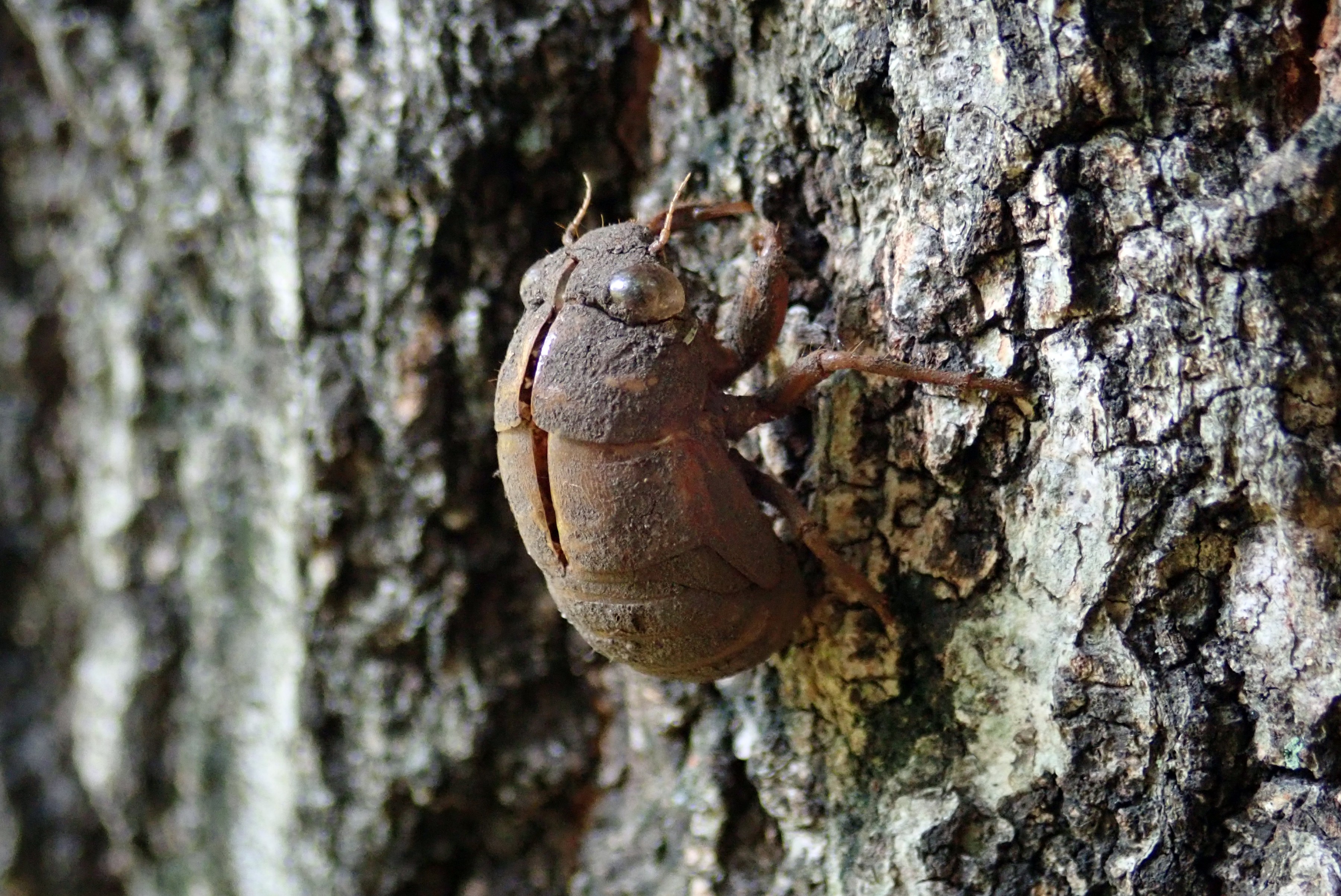 昆虫 データベースを見る 立川いきものデータベース 昆虫 データベースを見る 立川いきものデータベース