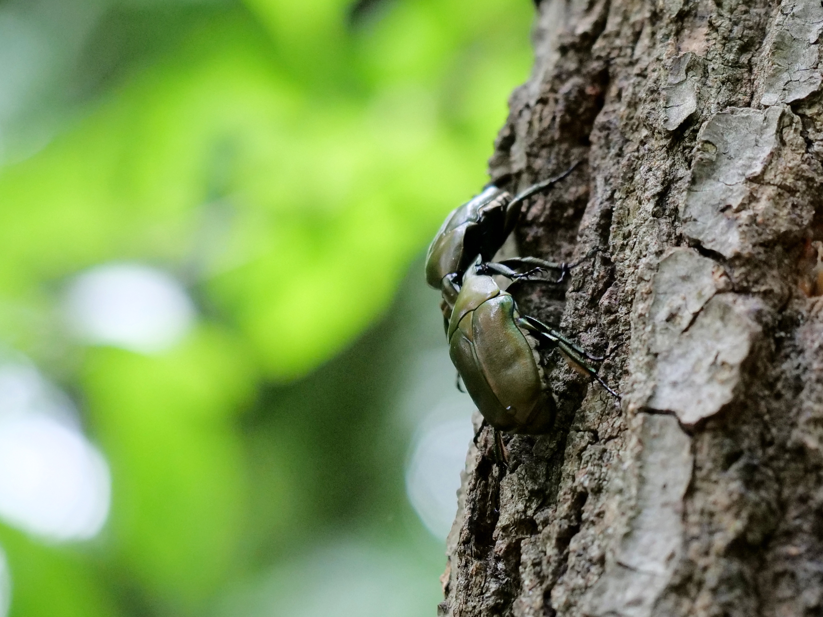 和名別 ｜ 立川いきものデータベース