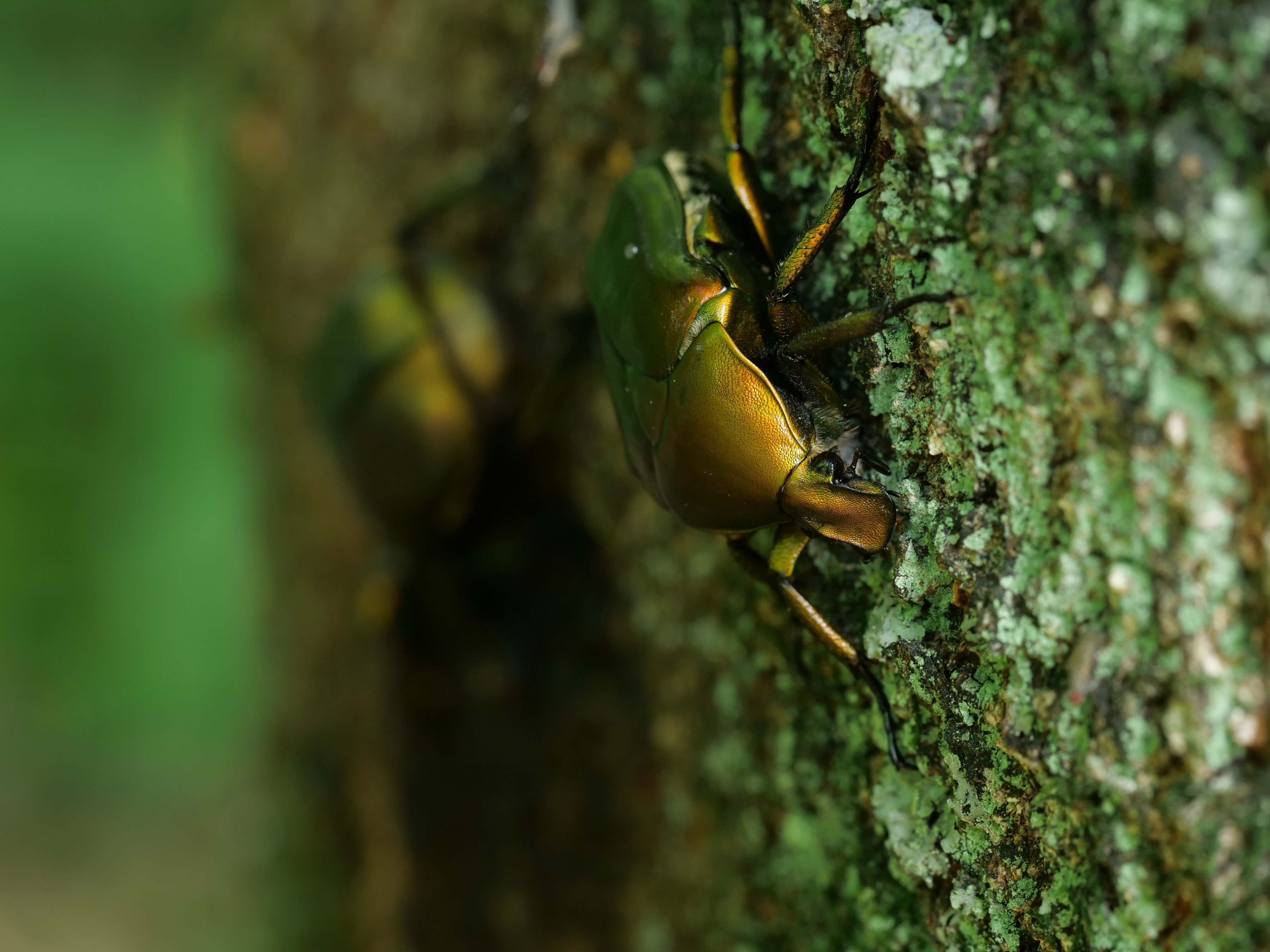 和名別 ｜ 立川いきものデータベース